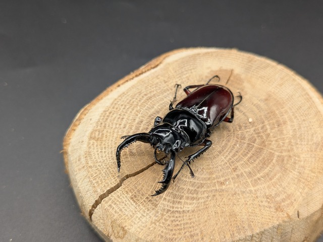 オーベルチュールクロツヤシカ　♂50ｍｍ♀33ｍｍ