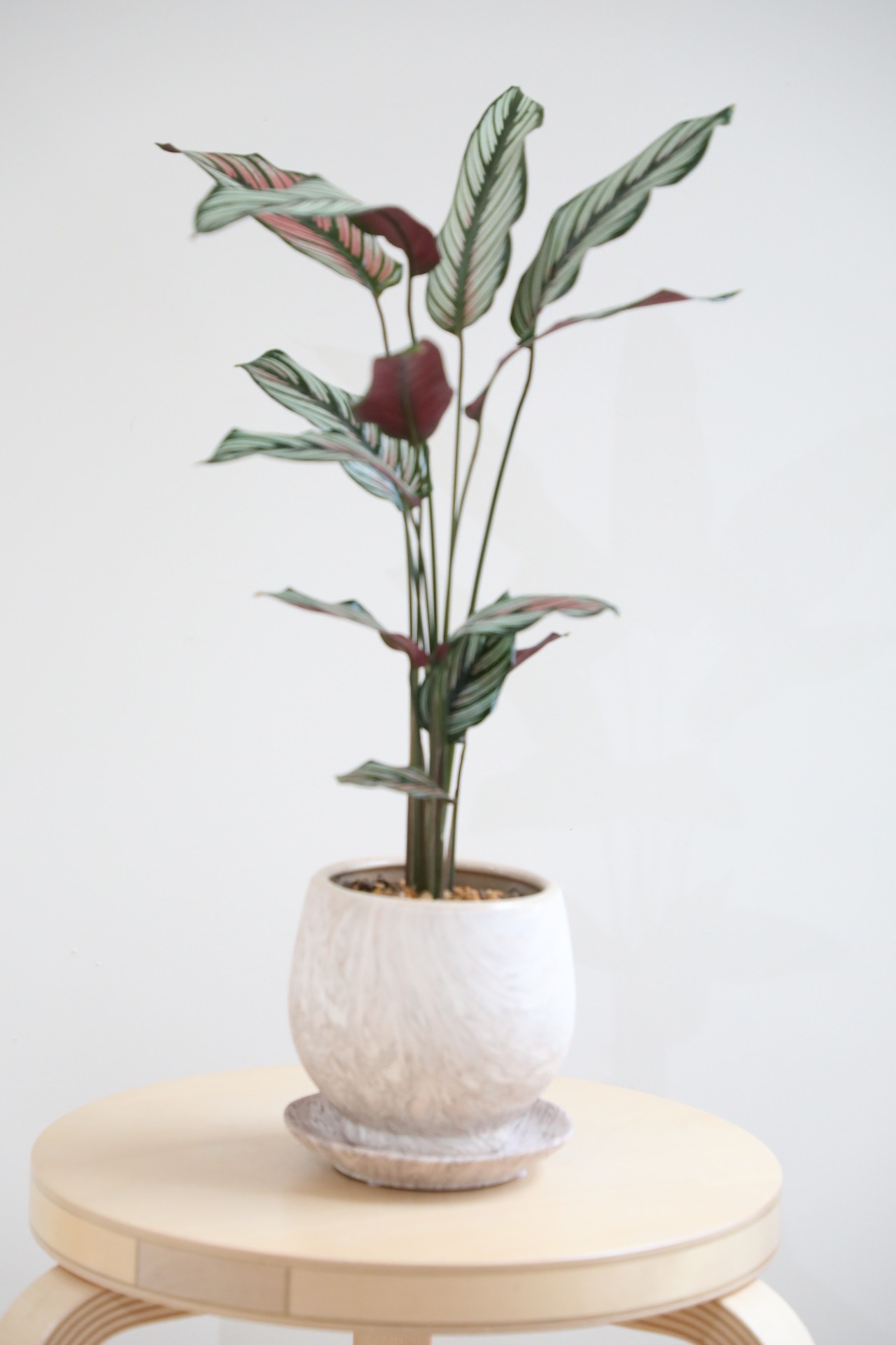 【M】カラテア ホワイトスター/Calathea White star