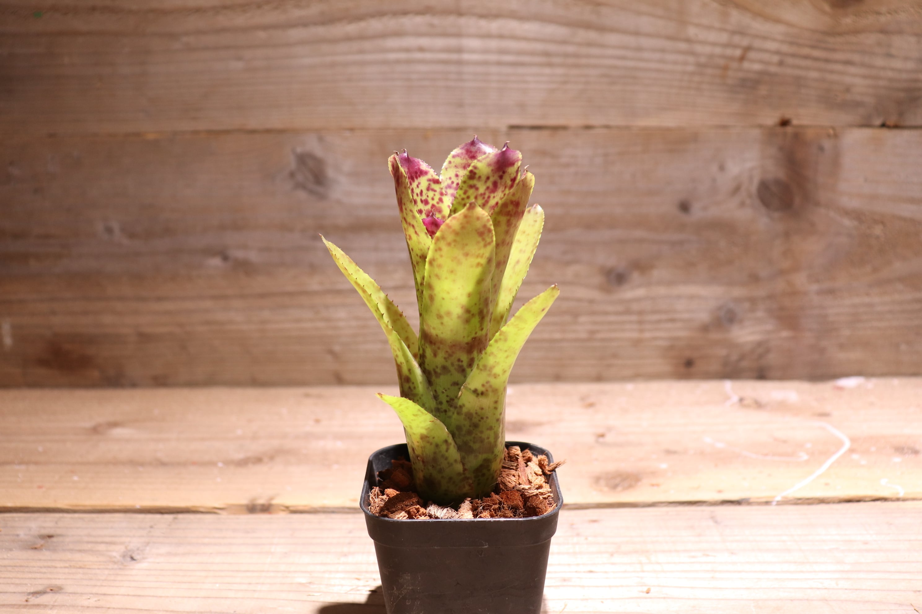 送料無料】Neoregelia 'Cheers'〔ネオレゲリア〕現品発送N0223 | plane