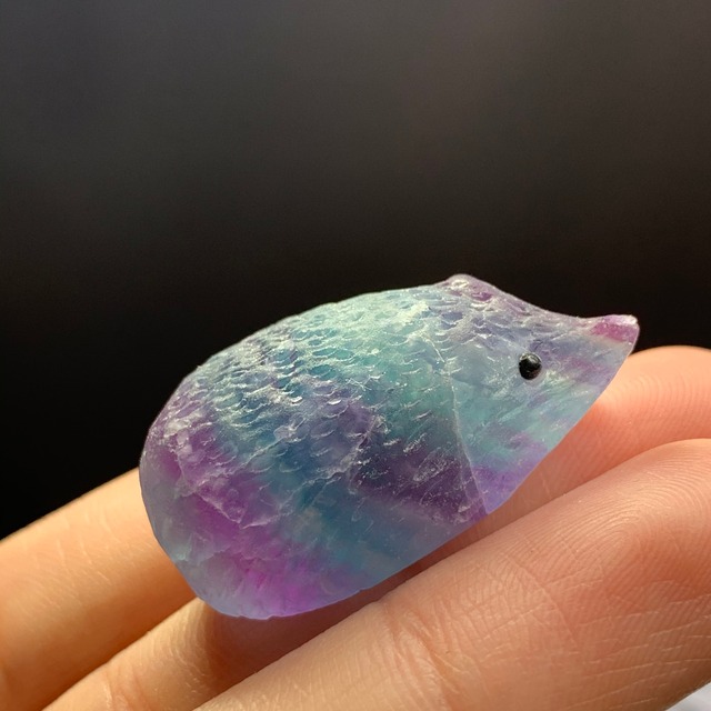 14グラデーションが綺麗なフローライトハリネズミさん