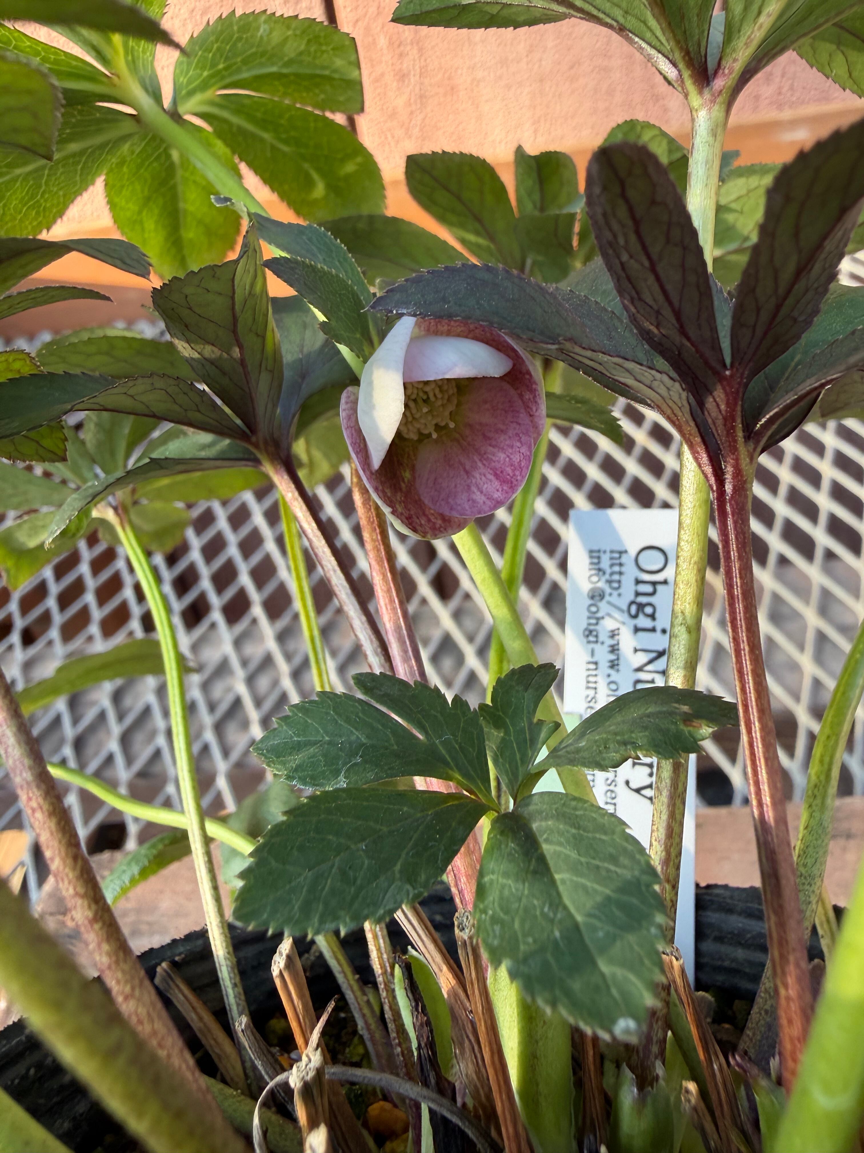 ポーセリンhyb. 大木ナーサリー ※蕾無し特価 クリスマスローズ【Og12