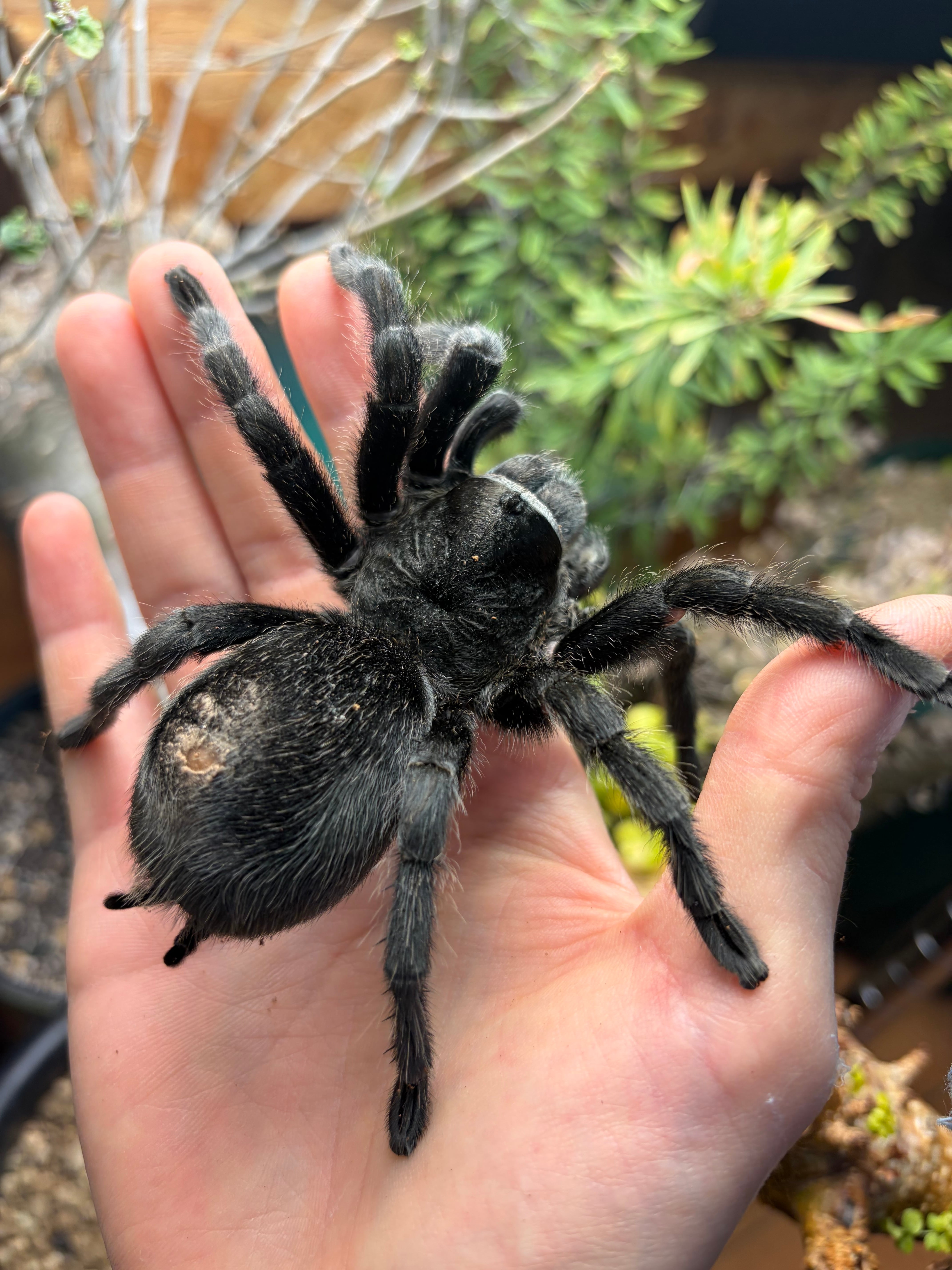13mm】ハチマガイツノゼミ 標本 セミ ホタル 蛍 タマムシ チョウ