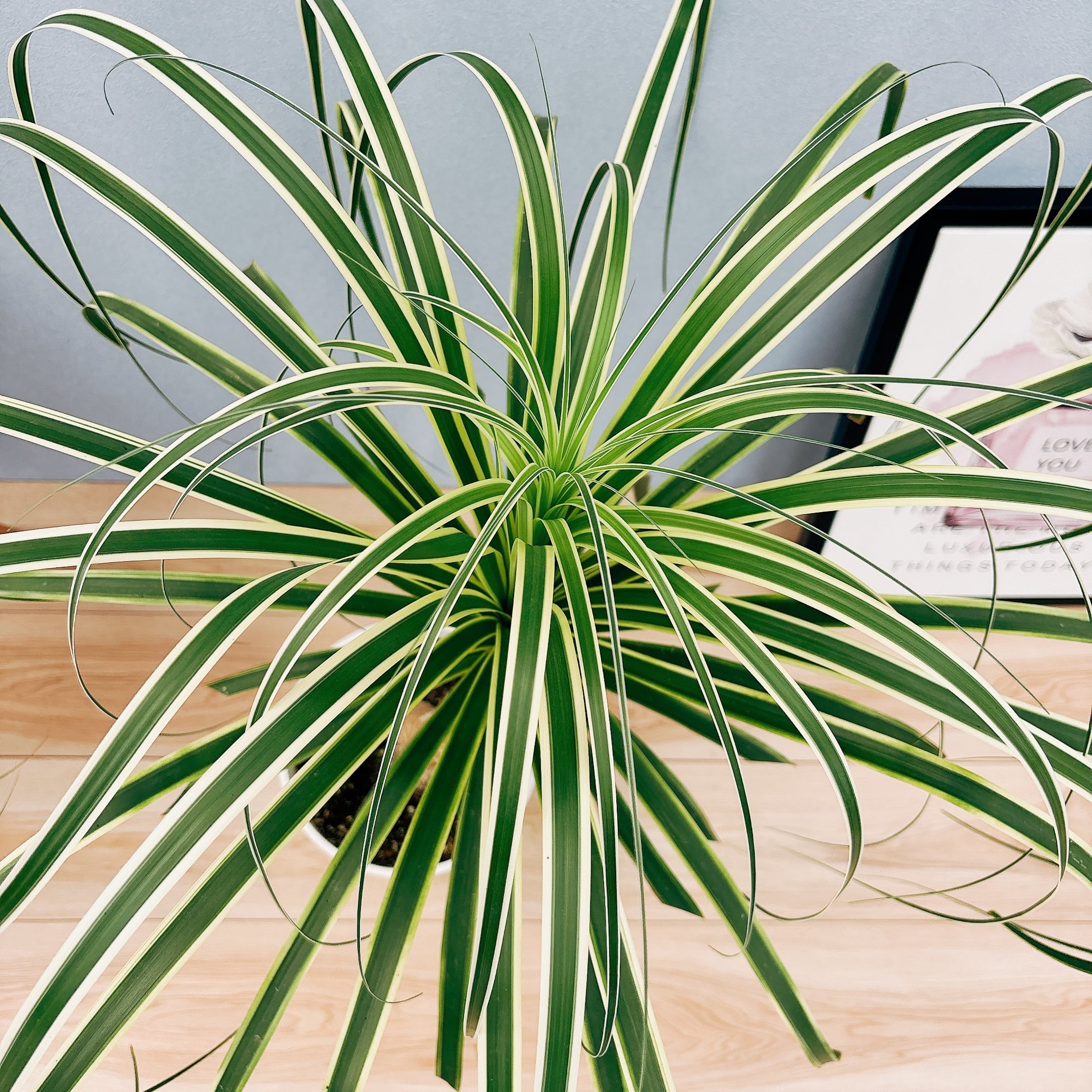 サンスベリア スパイダー バリエガータ