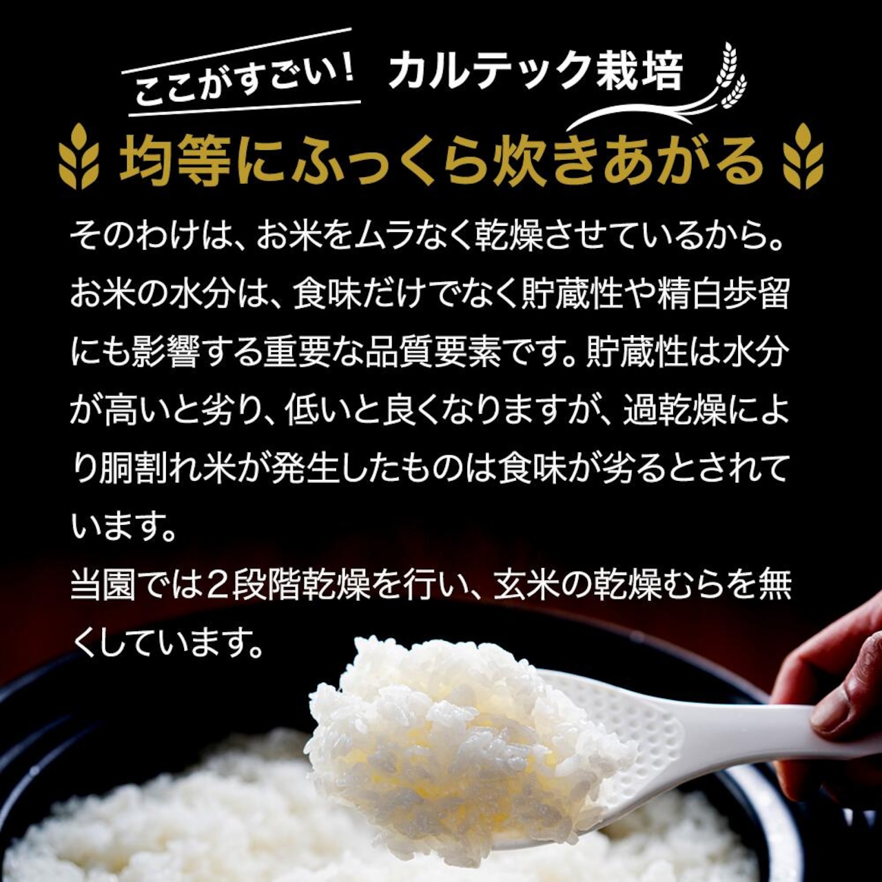 ※業販価格※丹波産コシヒカリ 25kg 令和7年産 京都のおいしいお米コンテスト受賞米「西村ファームの京ほたる米」