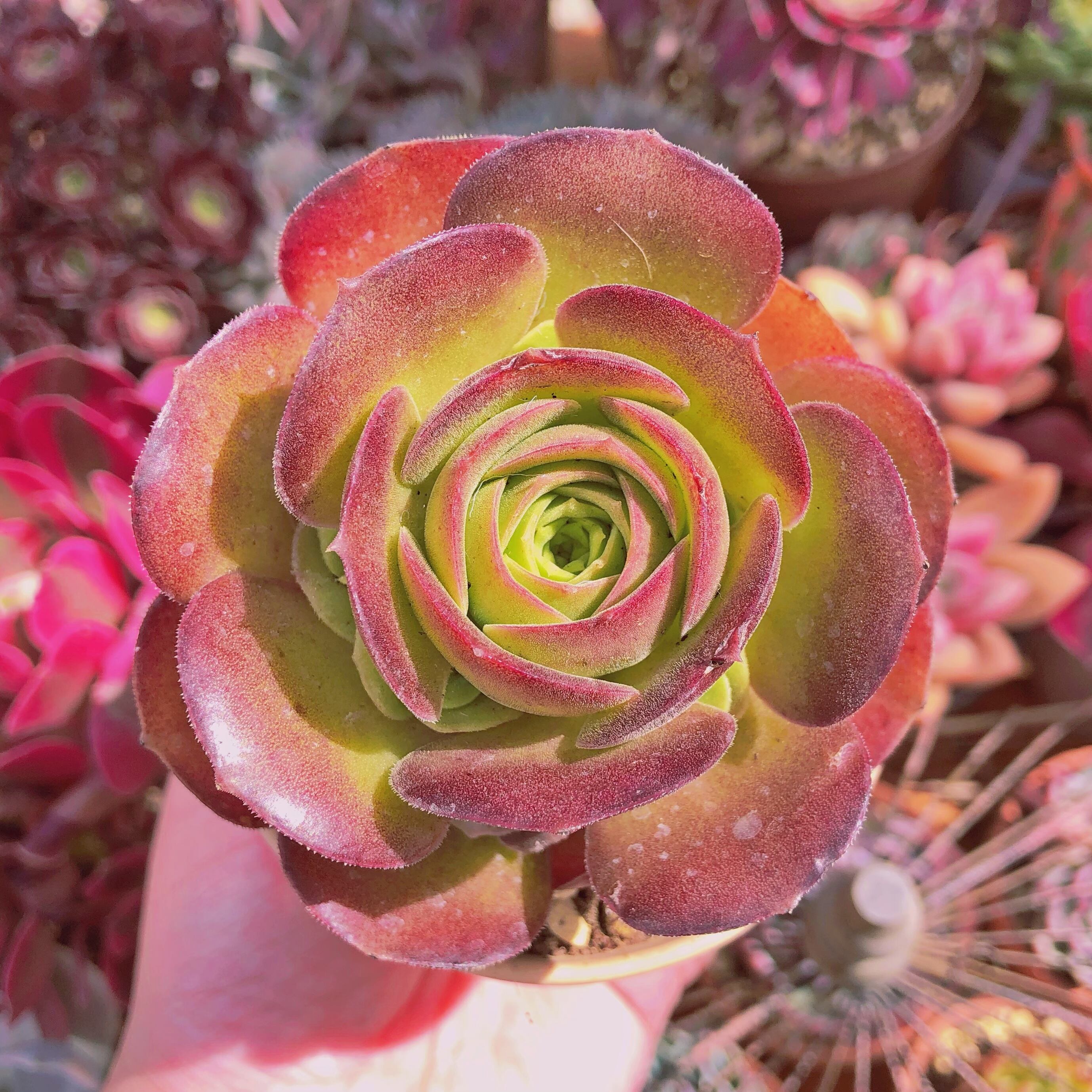 多肉植物　オランダローズ　