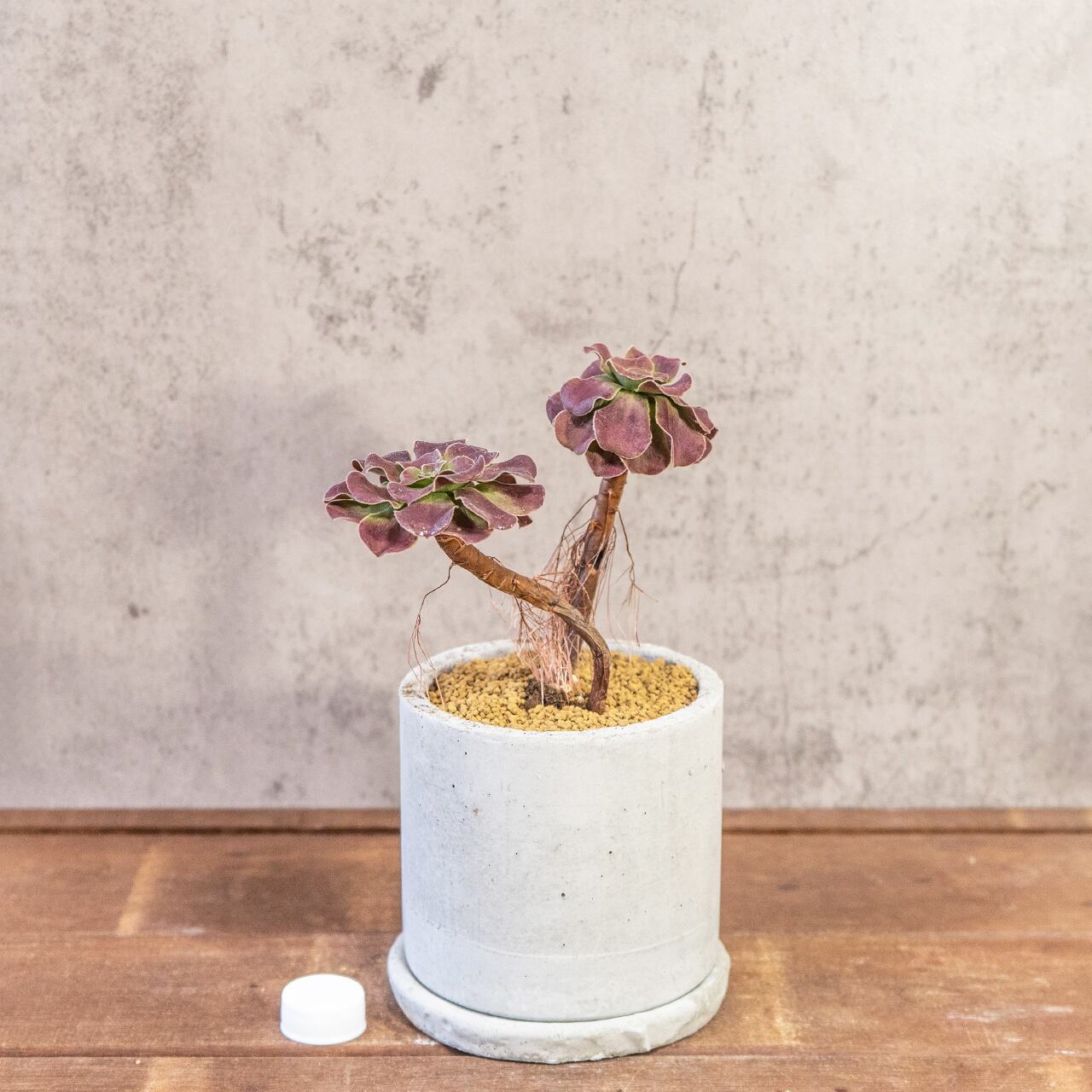 アエオニウム・カシミヤバイオレット|二株のバランスが絶妙な立体フォルム【モルタル鉢×多肉植物】