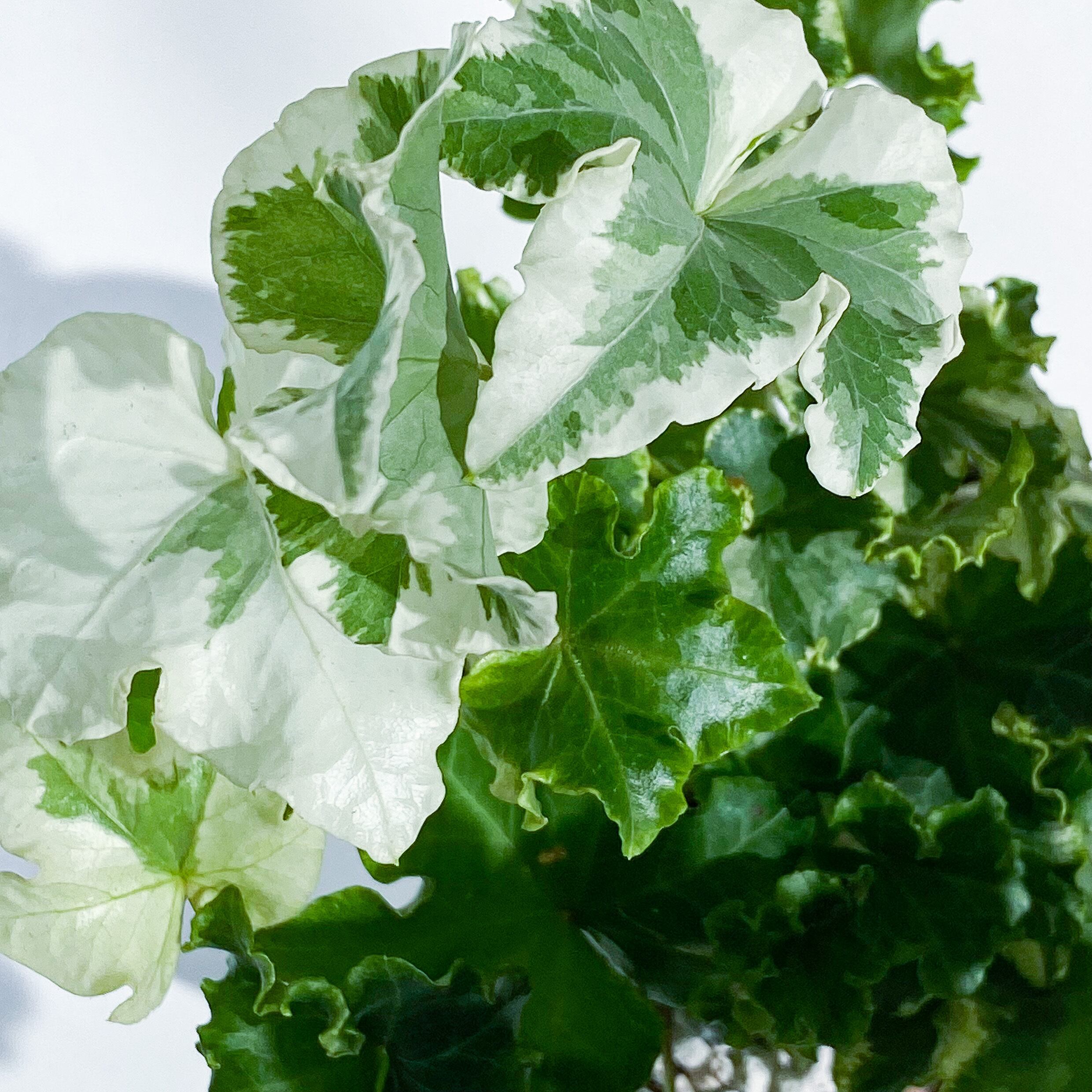 ヘデラ ヘリックス セシリア Hedera Helix Caecilia Stand By Green スタンドバイグリーン