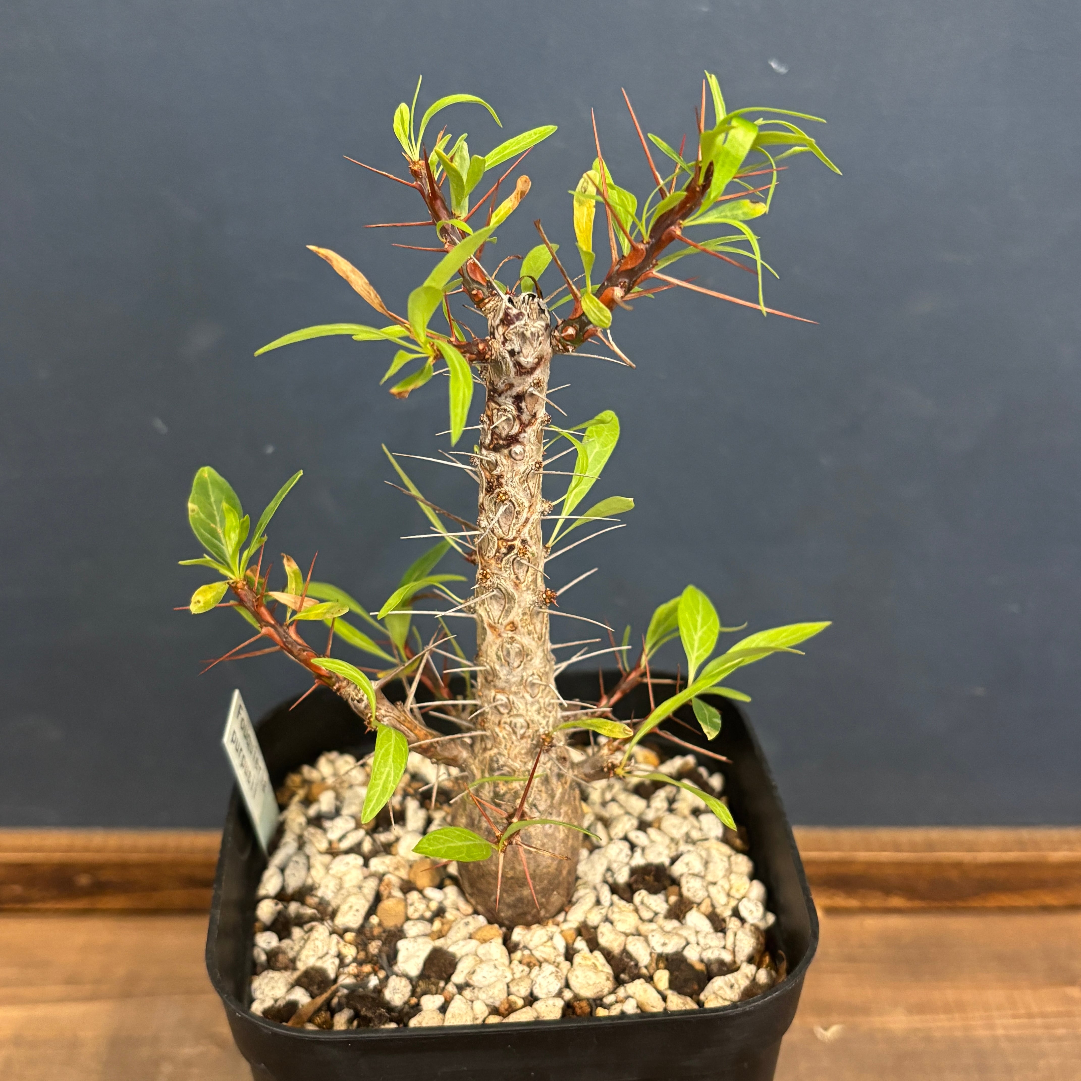 yukkeフォークイエリア　プルプシー 鉢込み フォークイエリア プルプシー【724】 | PROTOLEAF プロトリーフ