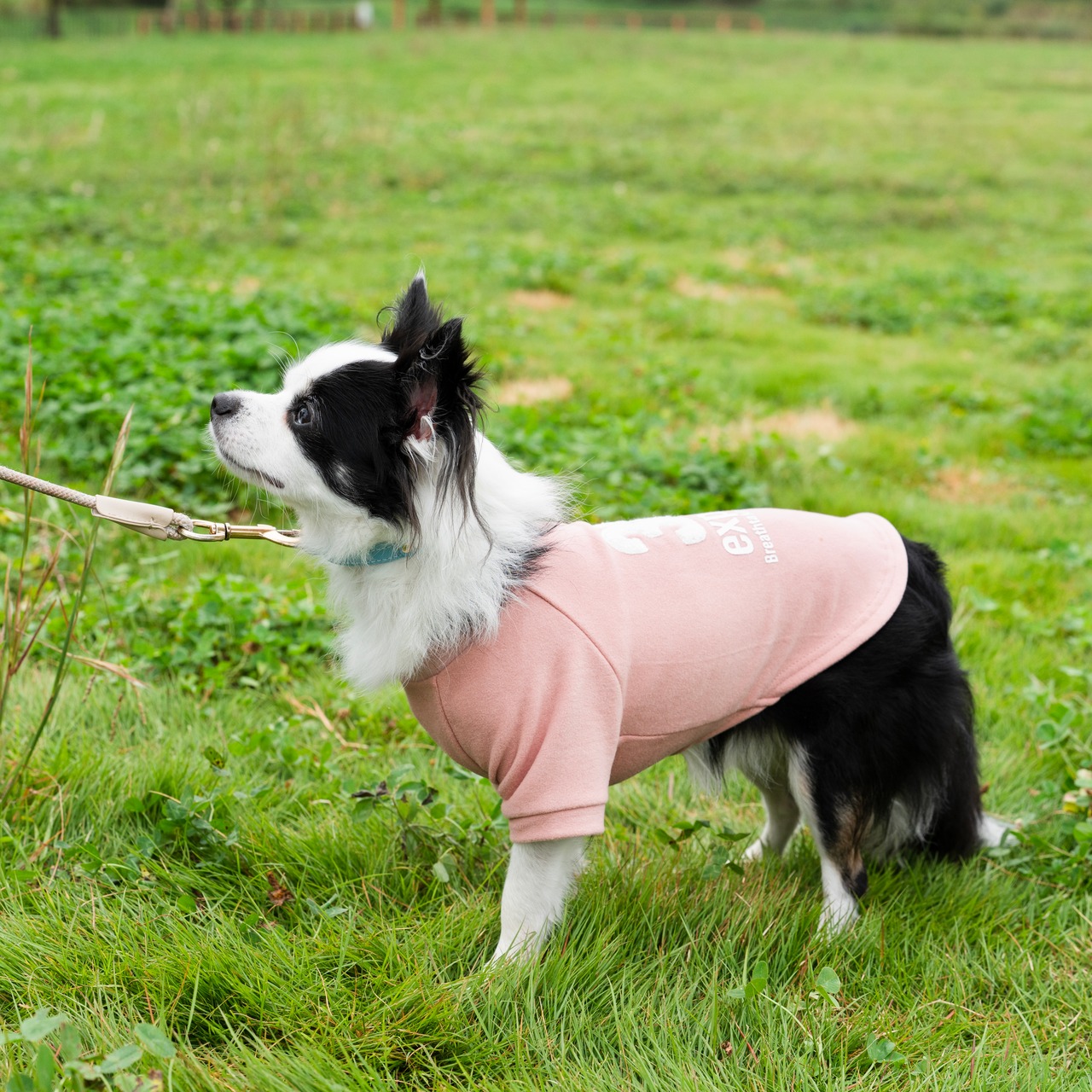 38DOG LOGO EMBROIDERY TEE / PINK