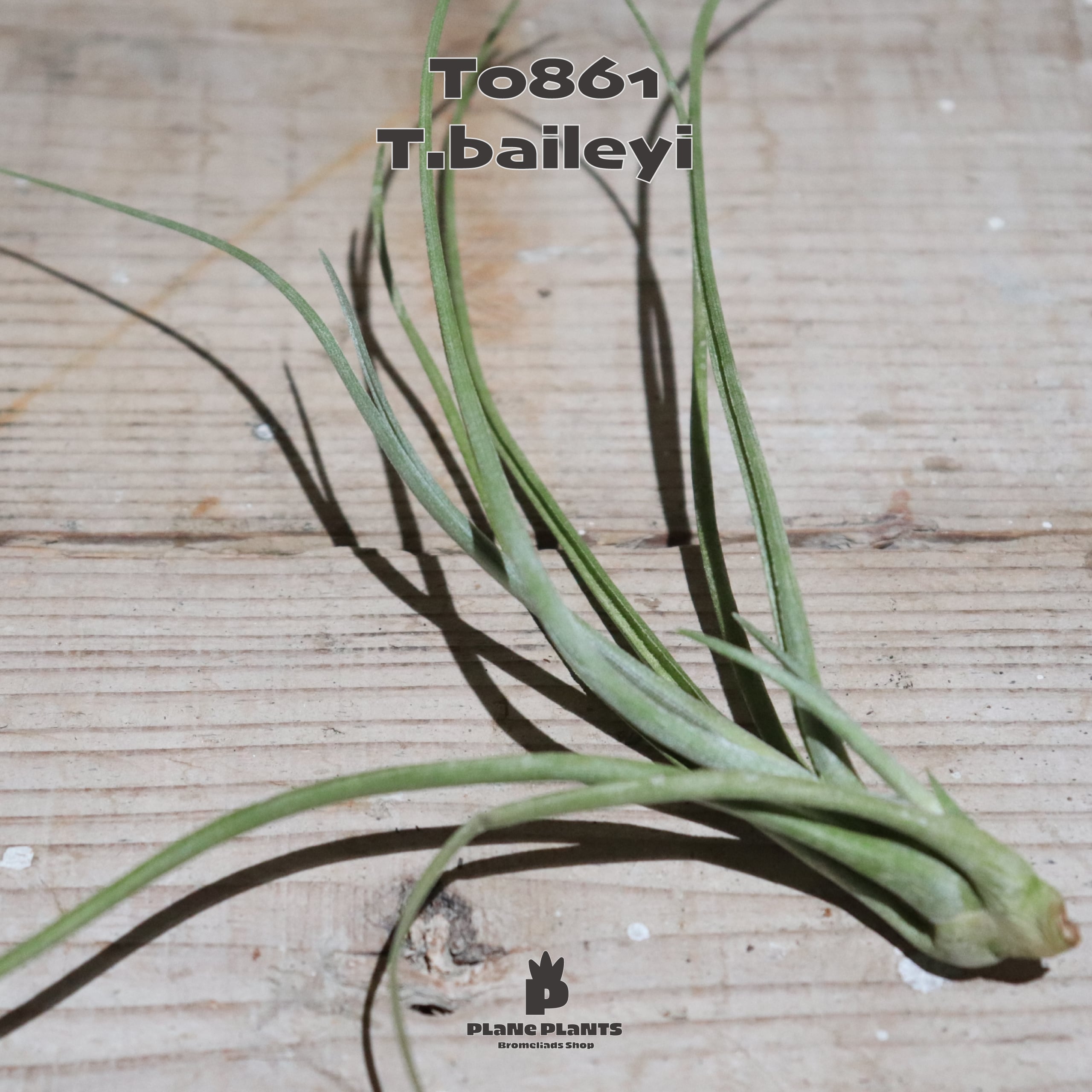 【送料無料】ベイレイ〔エアプランツ〕現品発送T0861