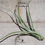 【送料無料】ベイレイ〔エアプランツ〕現品発送T0861
