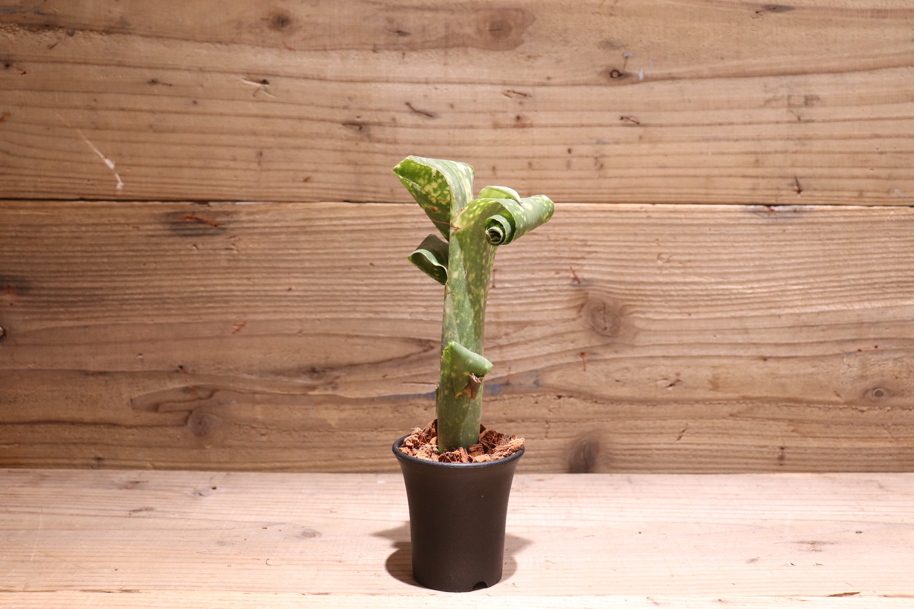 送料無料】Billbergia leptopoda〔ビルベルギア〕現品発送B0058