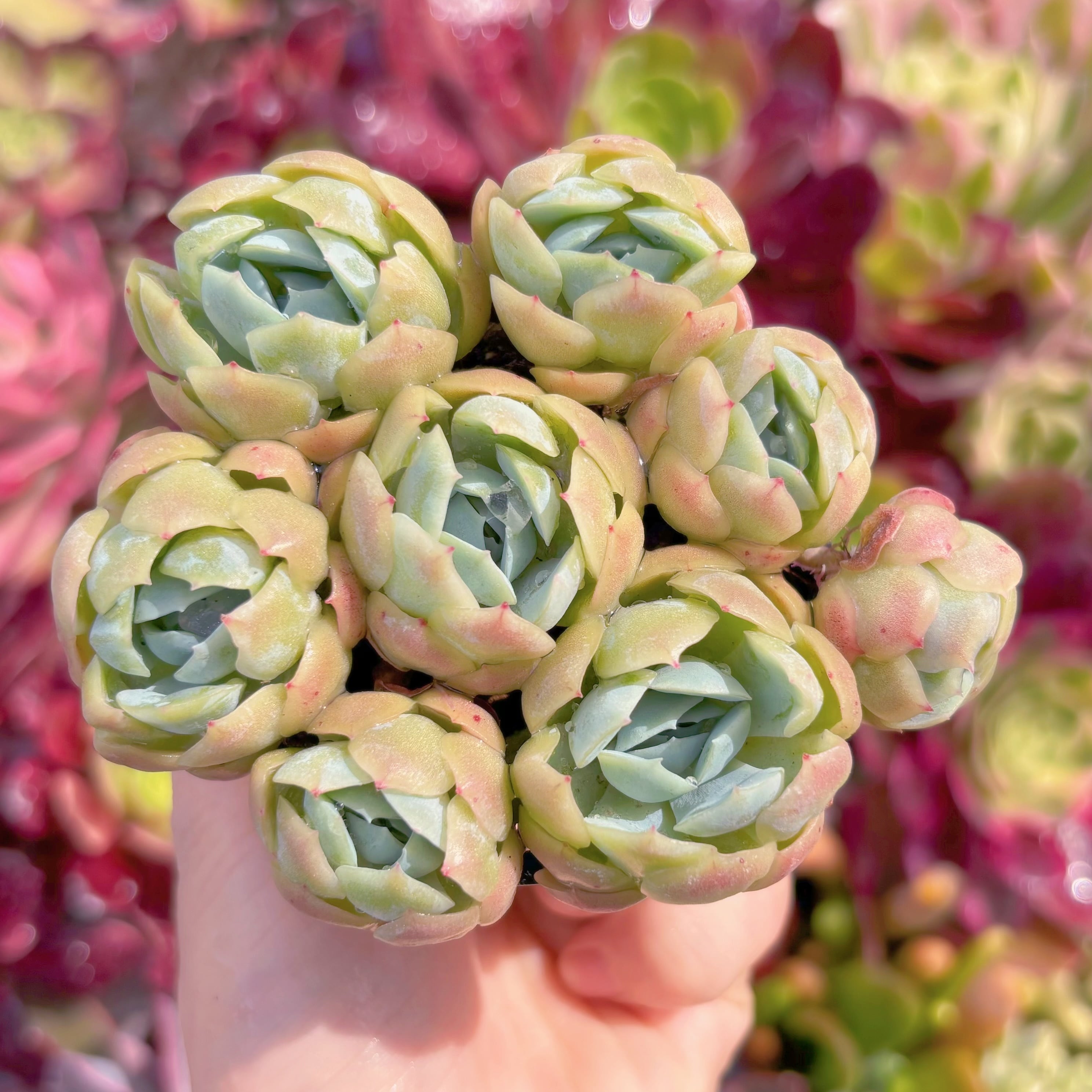 現品　クリームベリー#864　るる農園