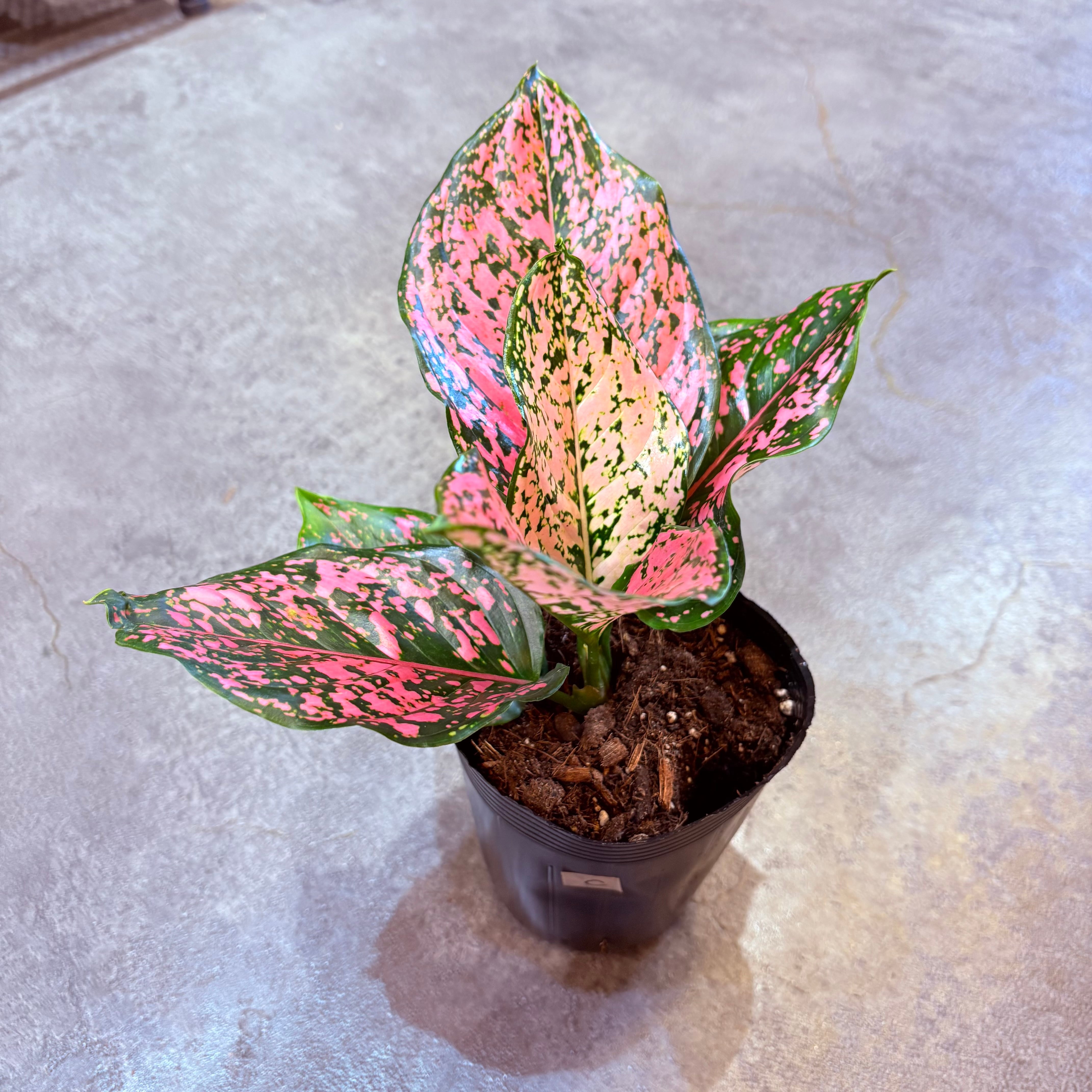 アグラオネマ ニューカンクンピンク 3.5号 C | Green Vibes 宇都宮市の