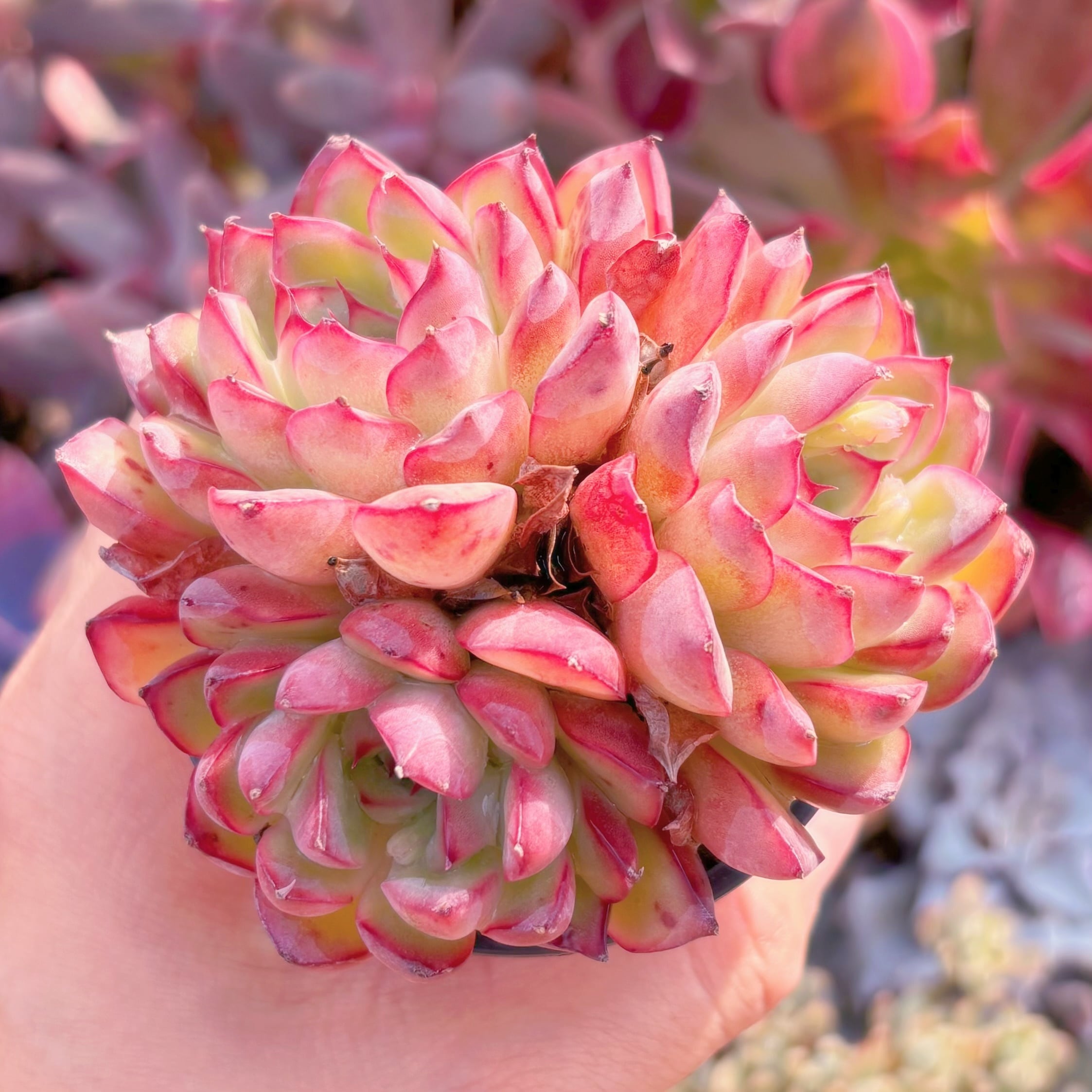 多肉植物　さくらんぼ　群生　新入荷　るる農園