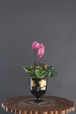 盆栽 シクラメン Cyclamen Bonsai #82