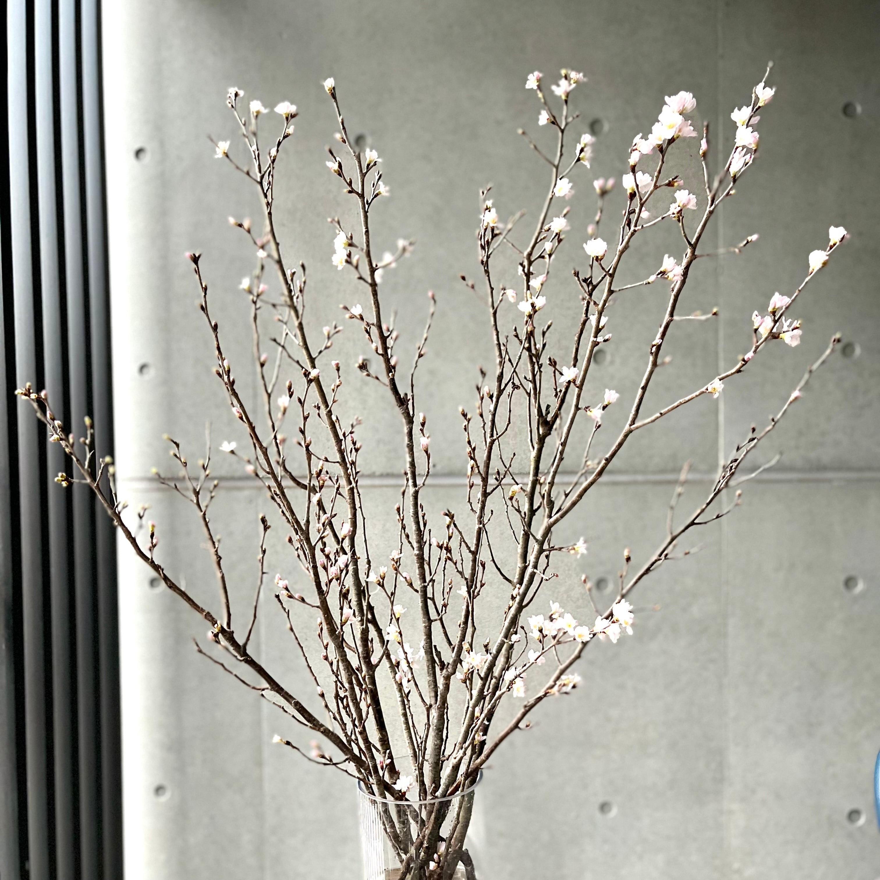 季節の枝もの | Rspail Flowers Tokyo