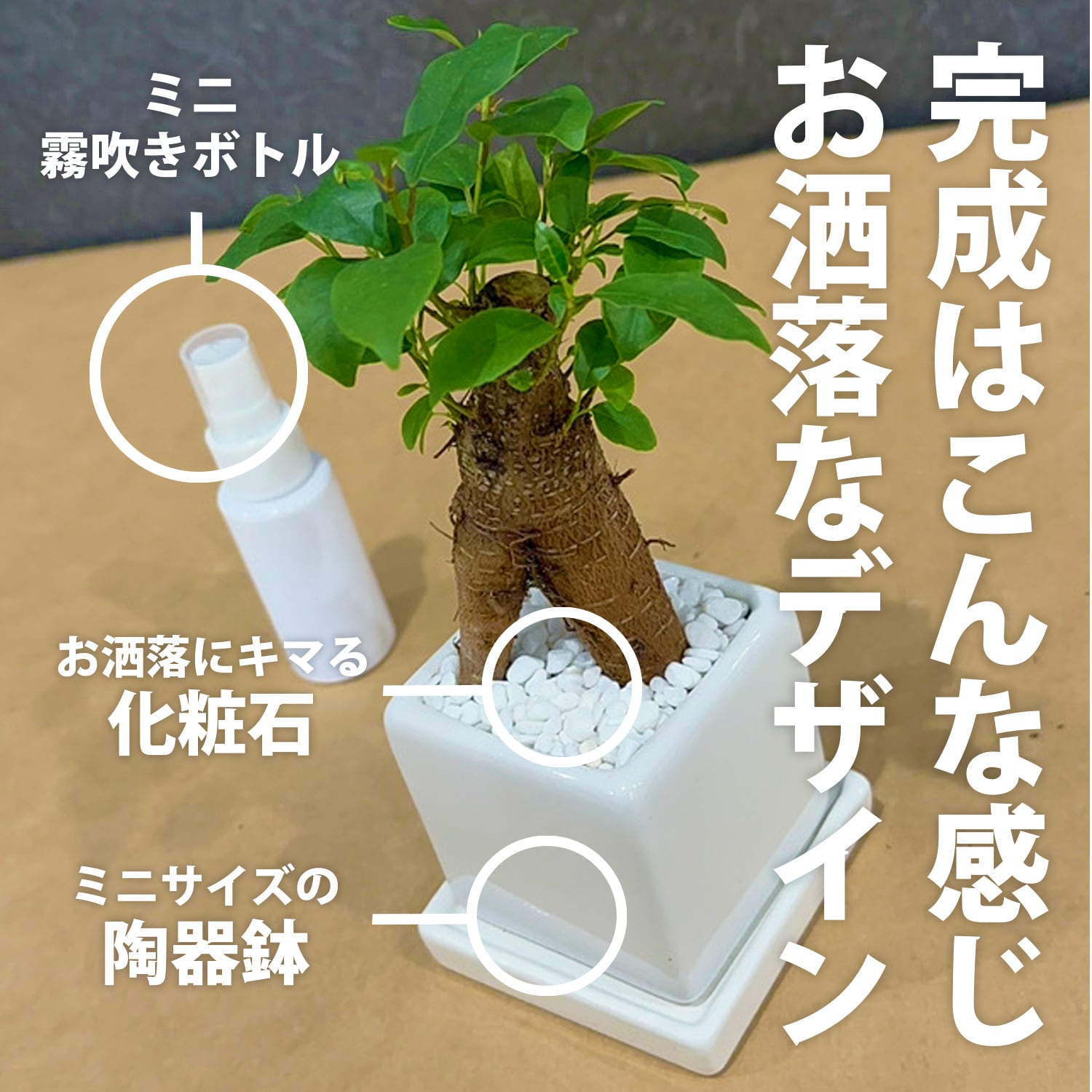 虫が湧きづらい土】観葉植物カンタン植え替えセット（苗なし