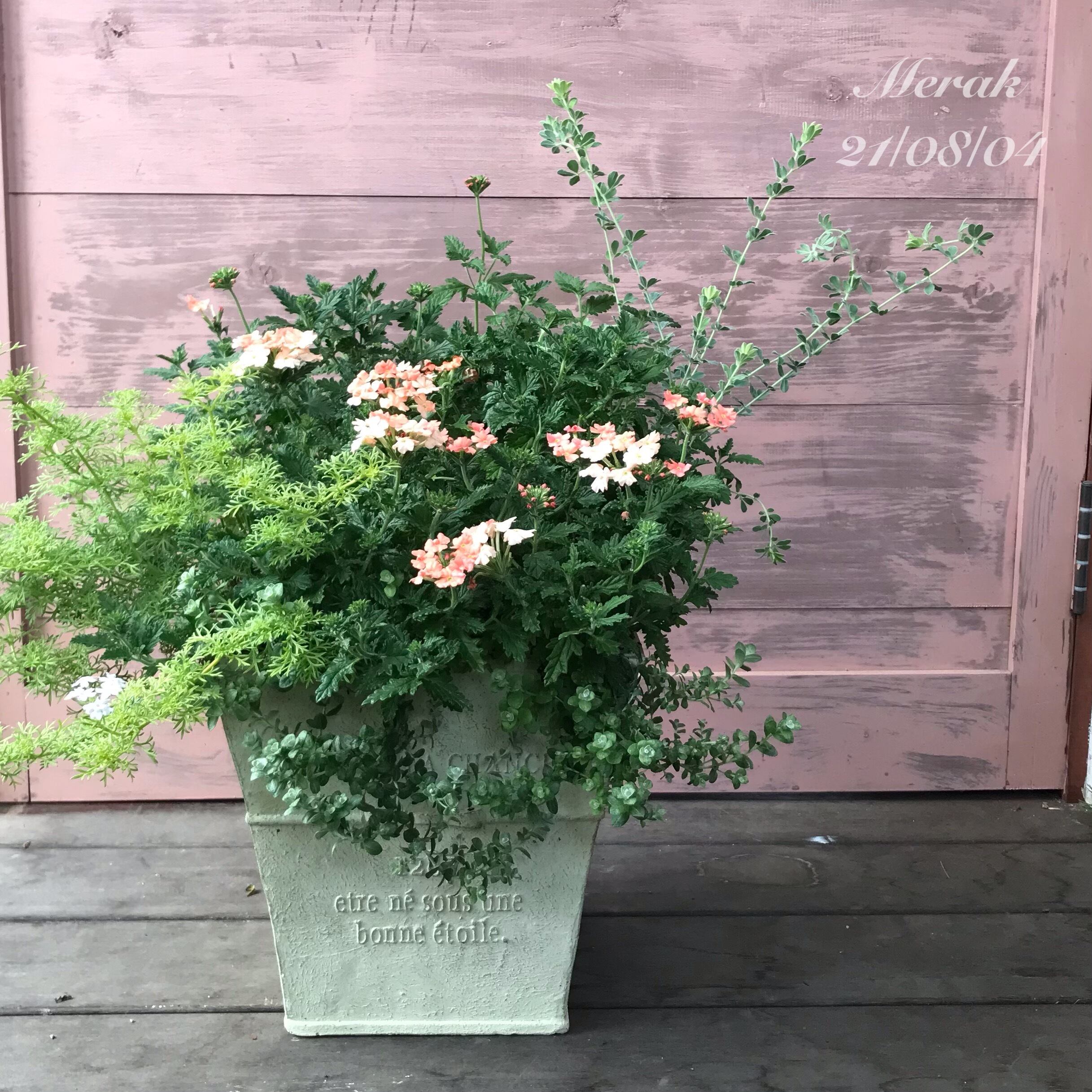 寄せ植え バーベナマジェラナ | Merak - メラク 寄せ植え ガーデニング