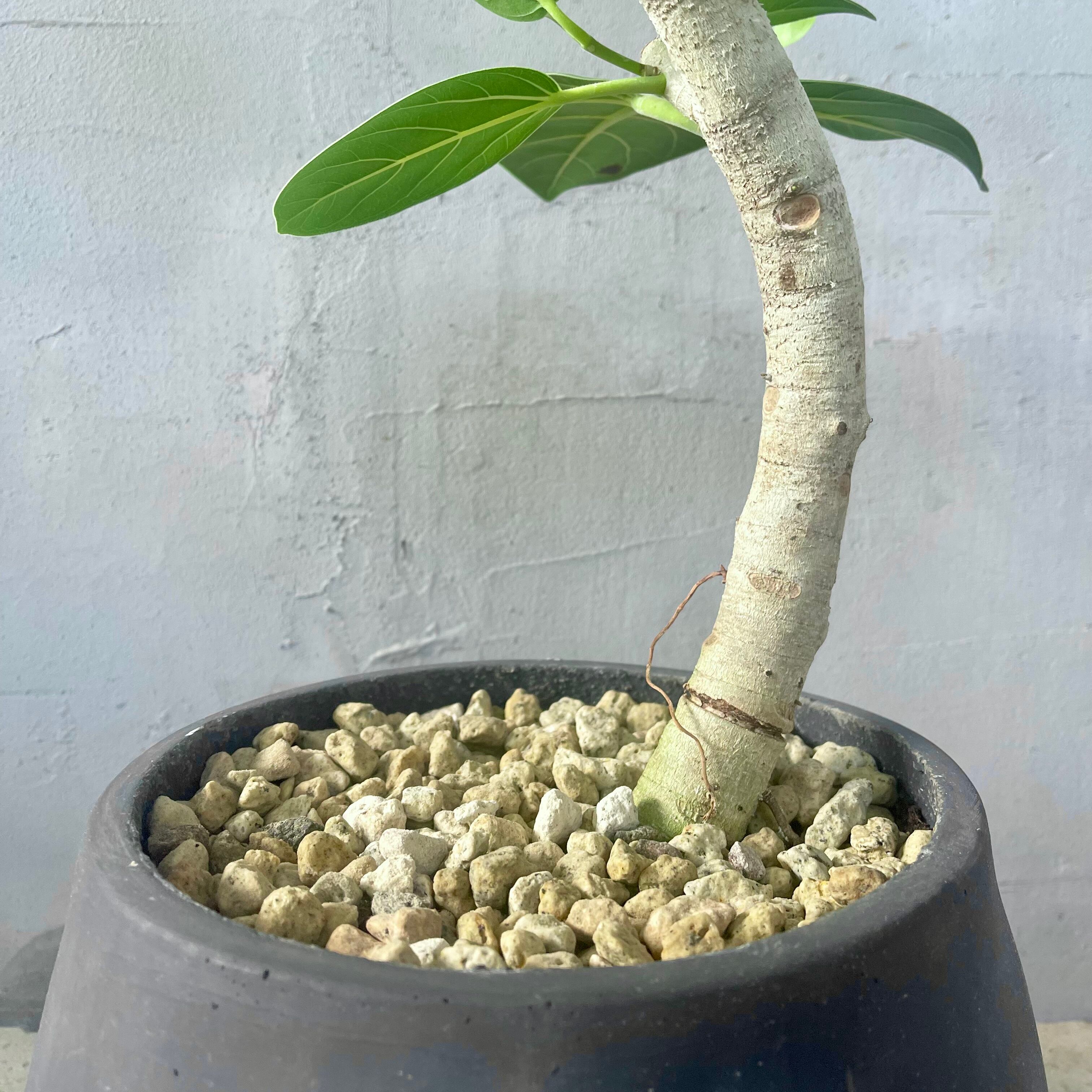 大型 フィカス ベンガレンシス 曲がり仕立て 陶器鉢 植え込み発送 