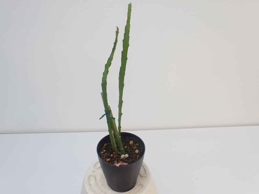 Epiphyllum hybrid ′白狐の精′ 10．5cmPOT 3．5号鉢