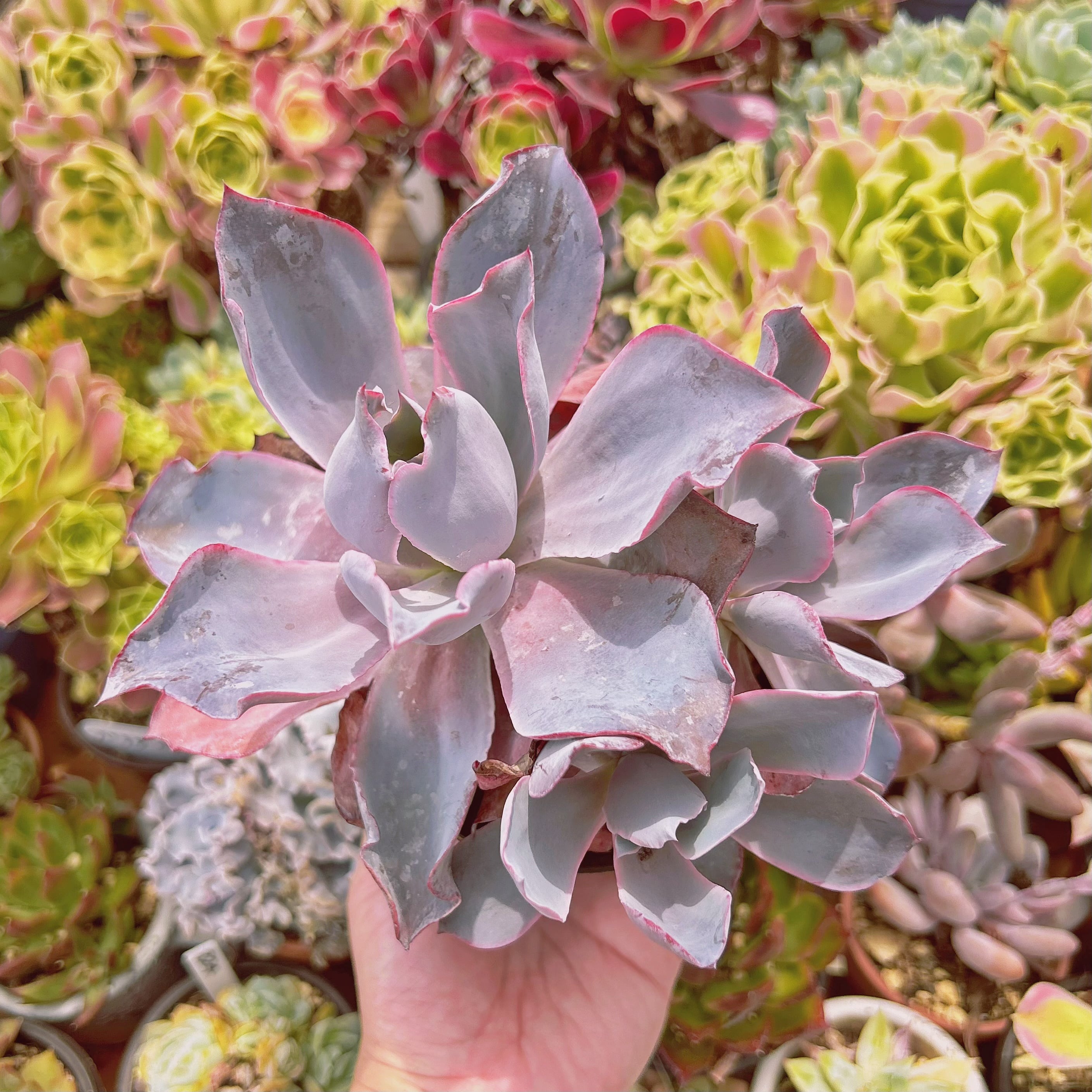 #093現物　多肉植物　アフターグロー　特大　抜き苗