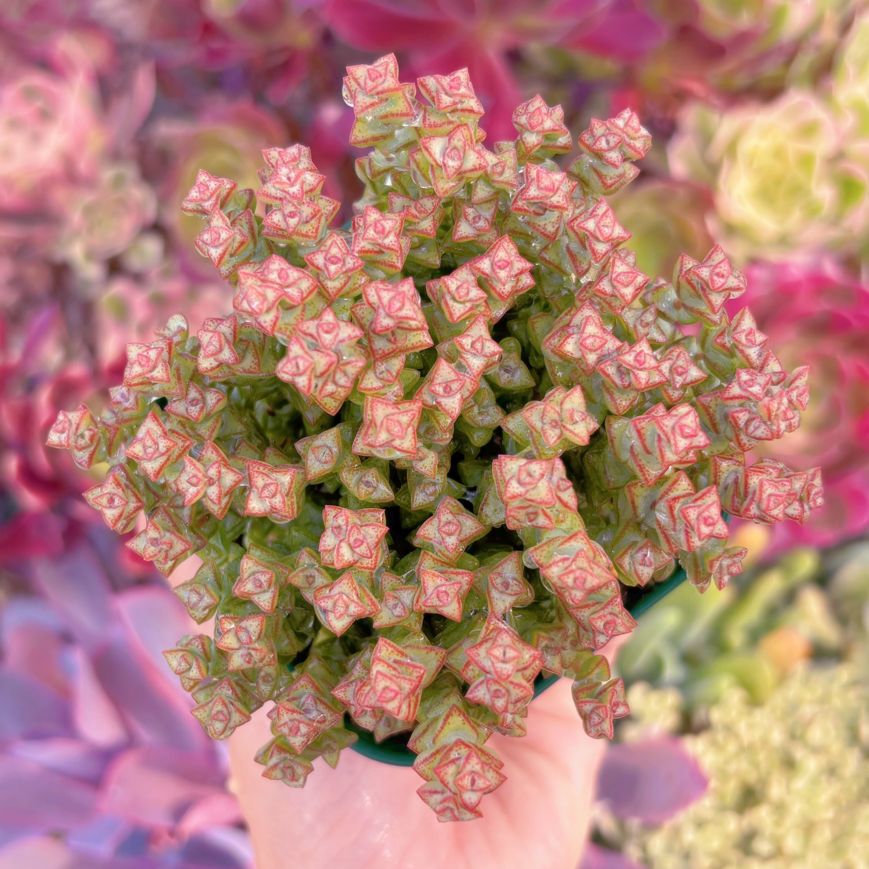 現品　小米星#767　るる農園