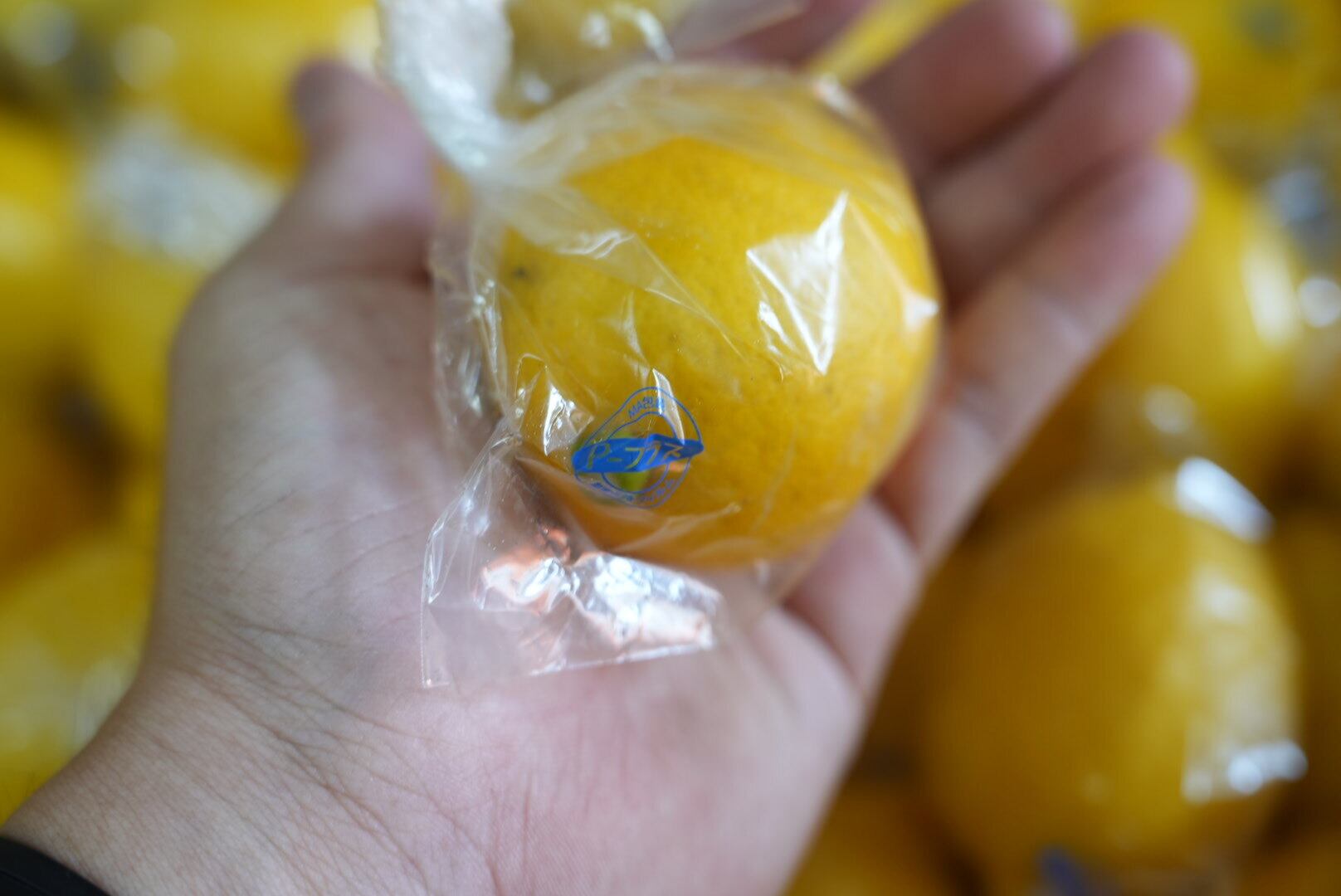 クール便】完熟島レモン（A品・夏シーズンレモン袋入り） 1kg〜20kg