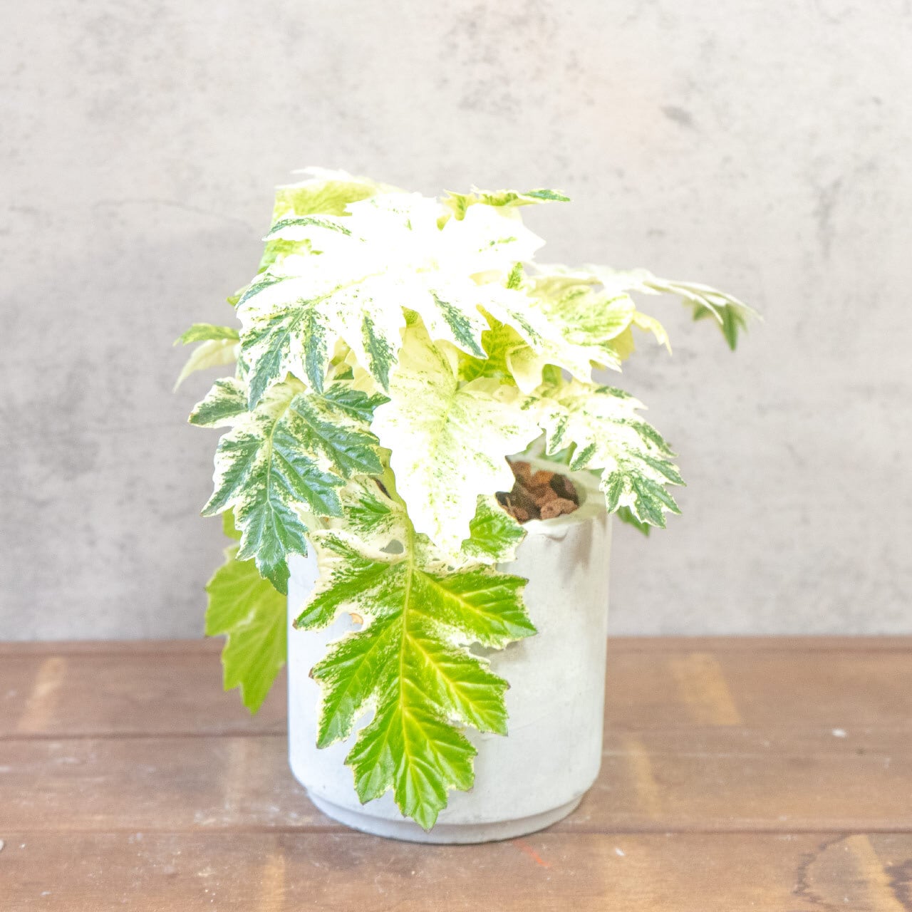 【ゴージャスな斑入り葉】アカンサスモリス・タスマニアエンジェルを、根腐れを防ぐ独自配合の用土で。美しい葉を健やかに保つ仕立て｜虫発生抑制｜送料全国一律850円