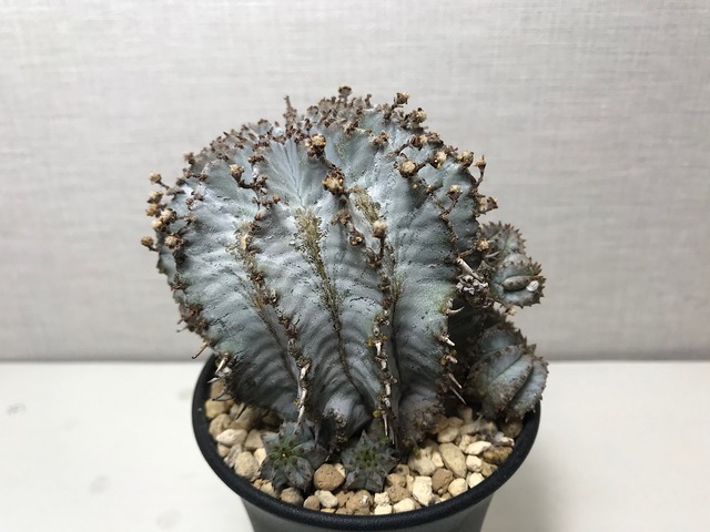 ユーフォルビア ホリダ