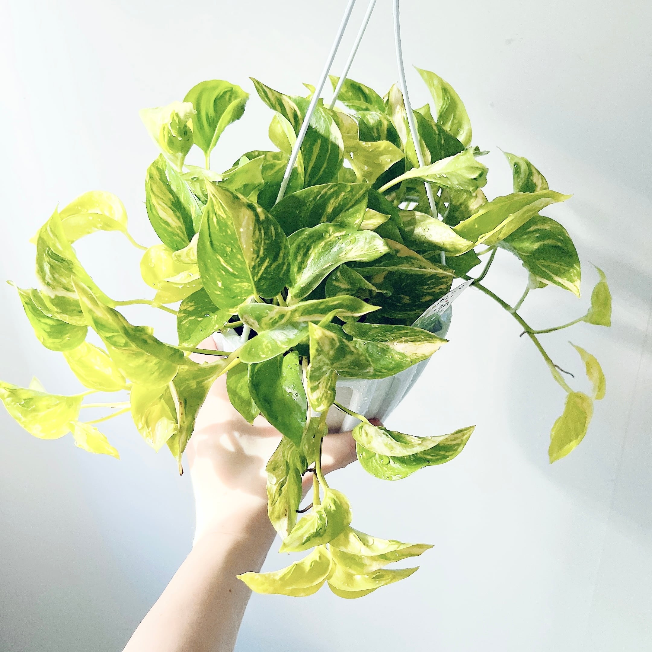 希少》【花芽付き】アカシア コンフェルタ オージープランツ 観葉植物