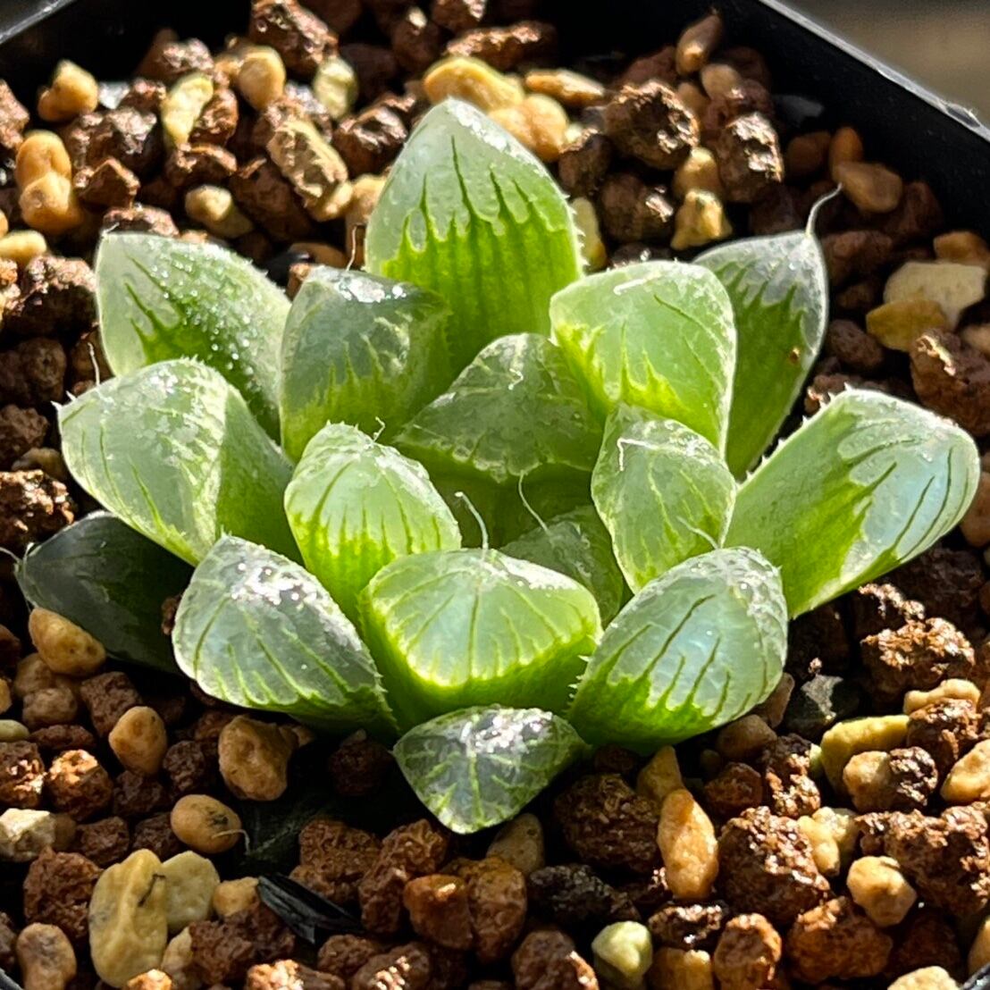 ハオルチア ハオルチア アトロフスカミュータント綴化錦 ハオルチア アトロフスカ ミュータント綴化錦 【公式通販】