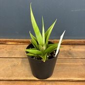 【クリアランスセール対象商品】サンスベリア ミラノ【186】【再撮影】