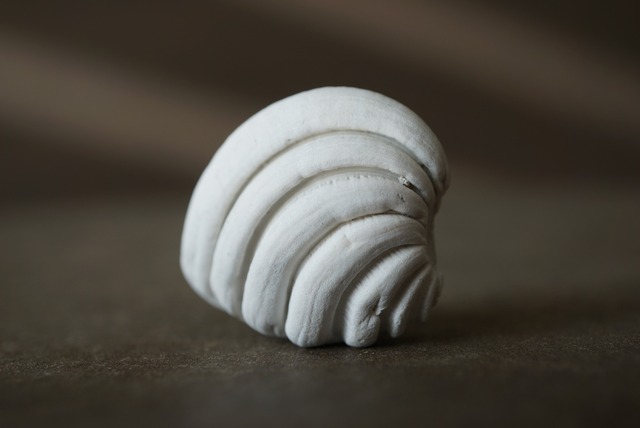 フロリダ産セキトリハナガイ化石　Lirophora latilirata 1527