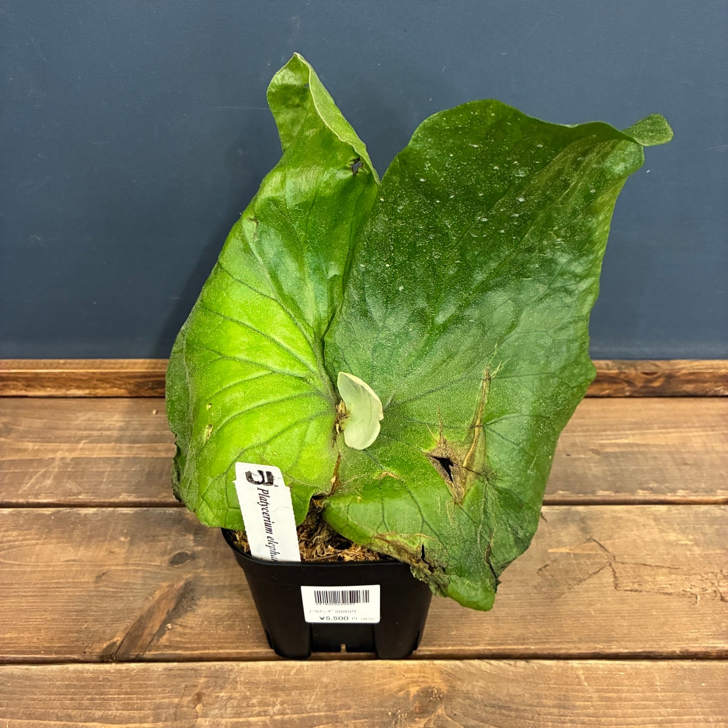 ビカクシダ P. elephantotis var. Mammuthus【797】 | PROTOLEAF
