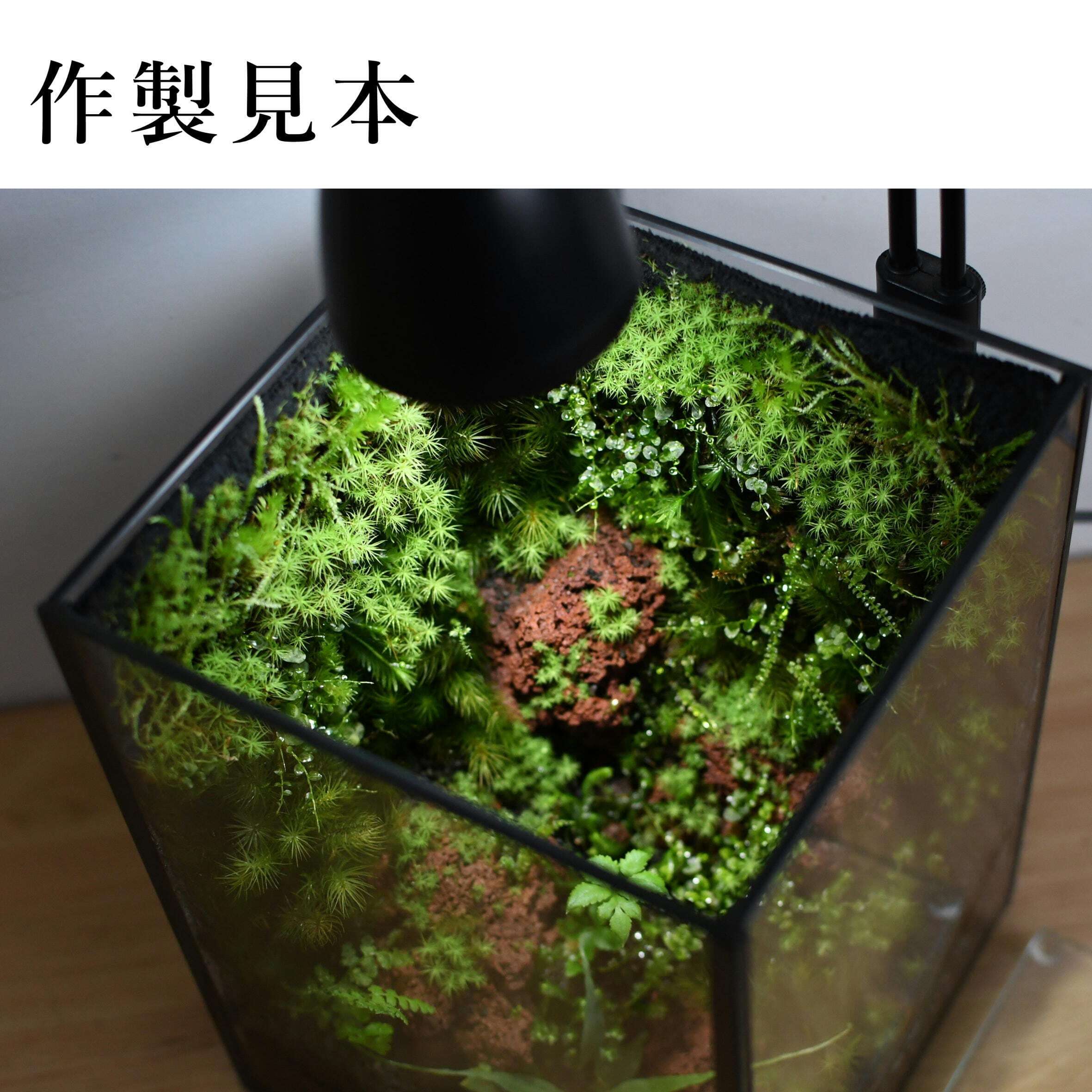 ◇活着君貼り付け済◇苔テラリウム用 15cmガラス水槽