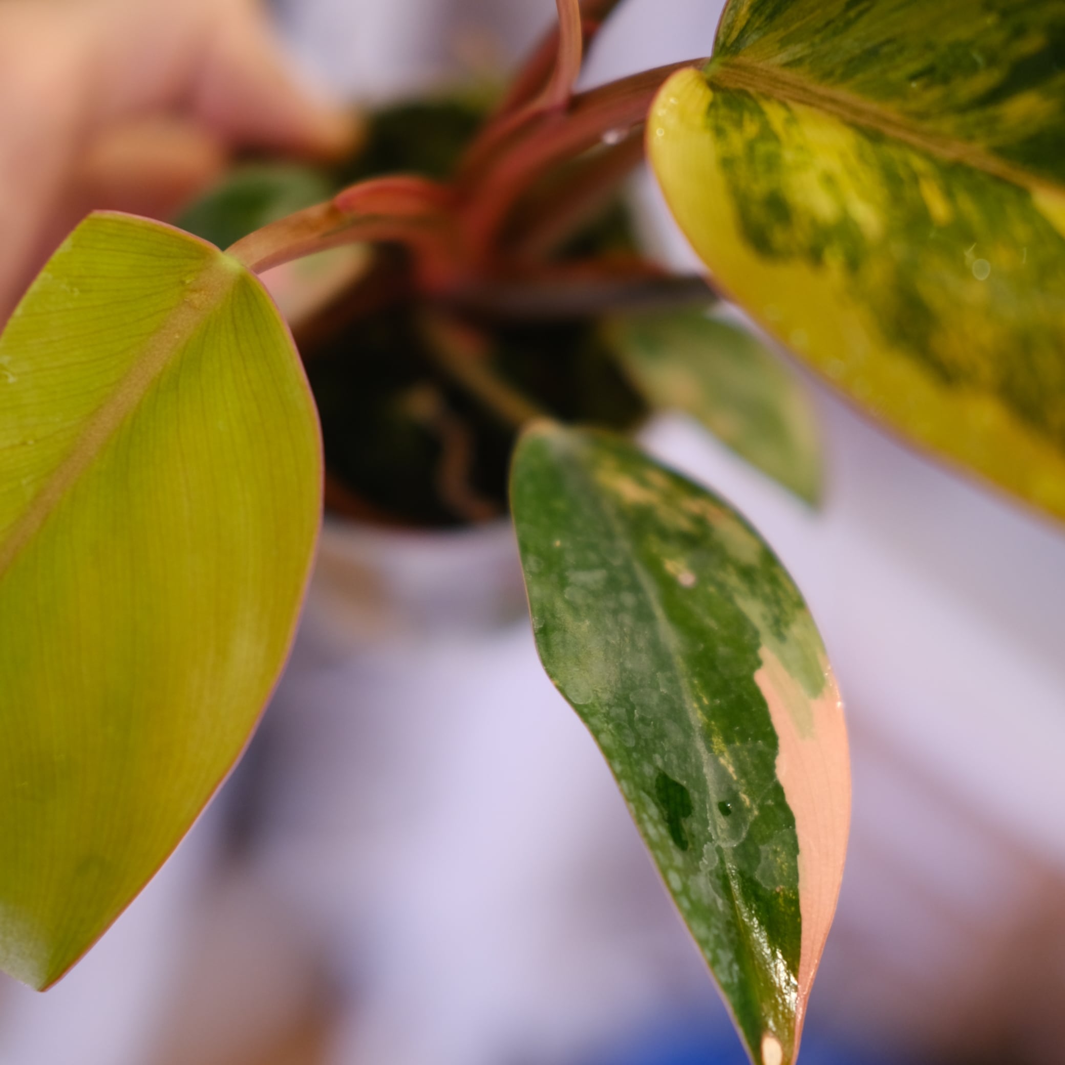 フィロデンドロン・レッドコンゴ｜Philodendron Red Congo 稀有種】フィロデンドロン レッドコンゴ Philodendron Red Congo