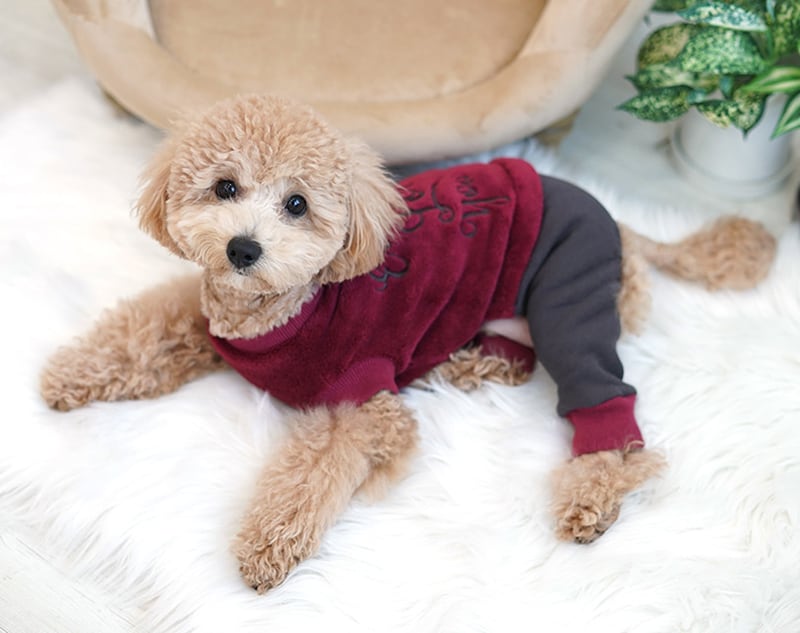 【SALE】 cozy all in one S ~ XL 2color  /  犬服 冬 オールインワン もこもこ ドッグウェア ロンパース 犬の服 シンプル ボア 暖かい