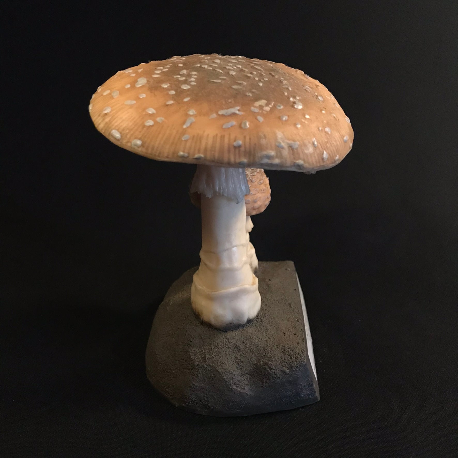 きのこ標本模型 【DEYROLLE】 | quelque jour（フランスアンティーク