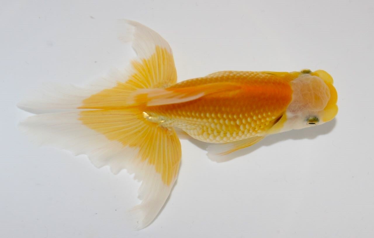特選金魚☆長野県飯田産☆濃紅色！巨大！三歳更紗琉金♂