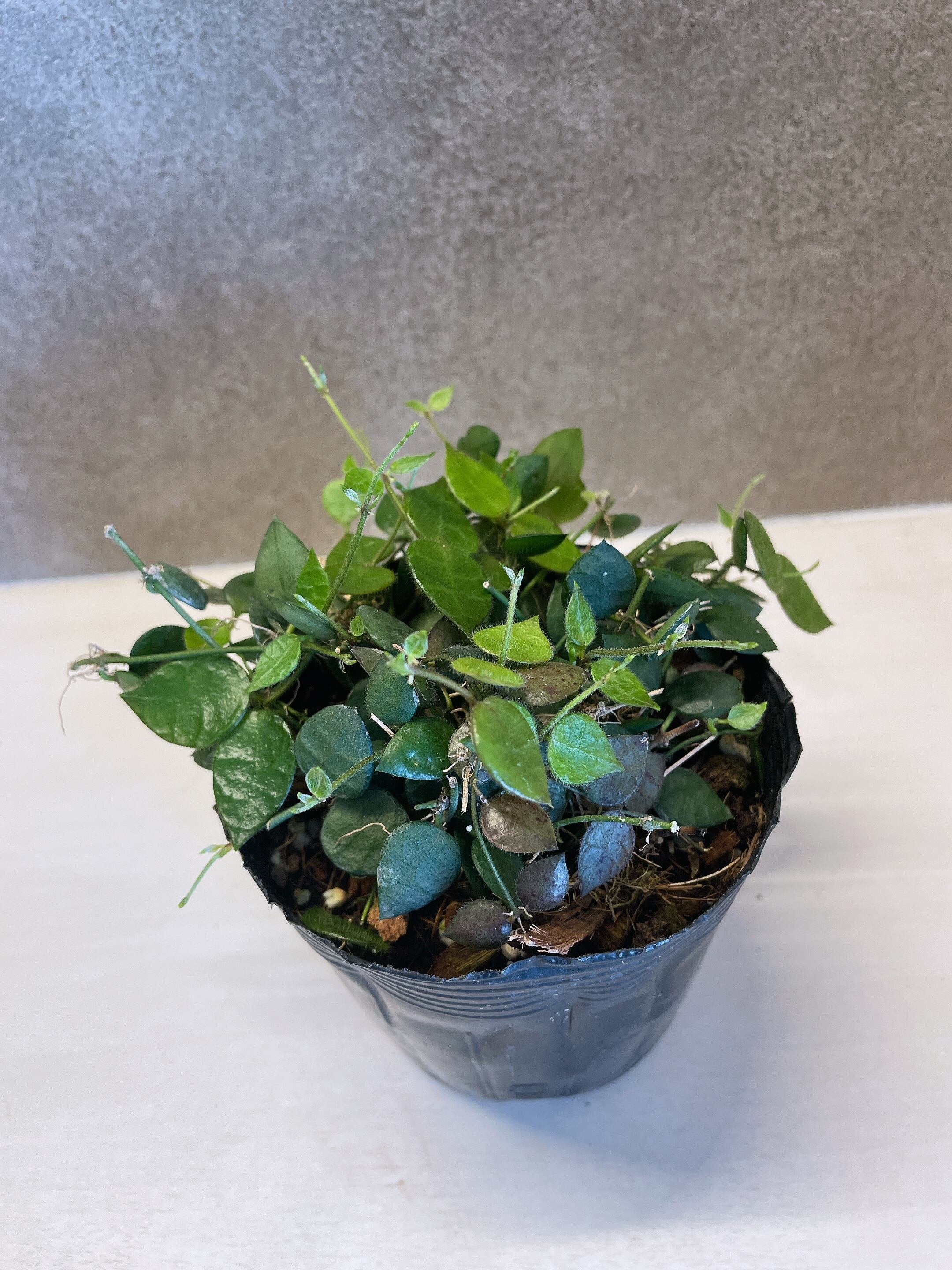 ディスキディア ヒルスタ 3.5号 | a plants