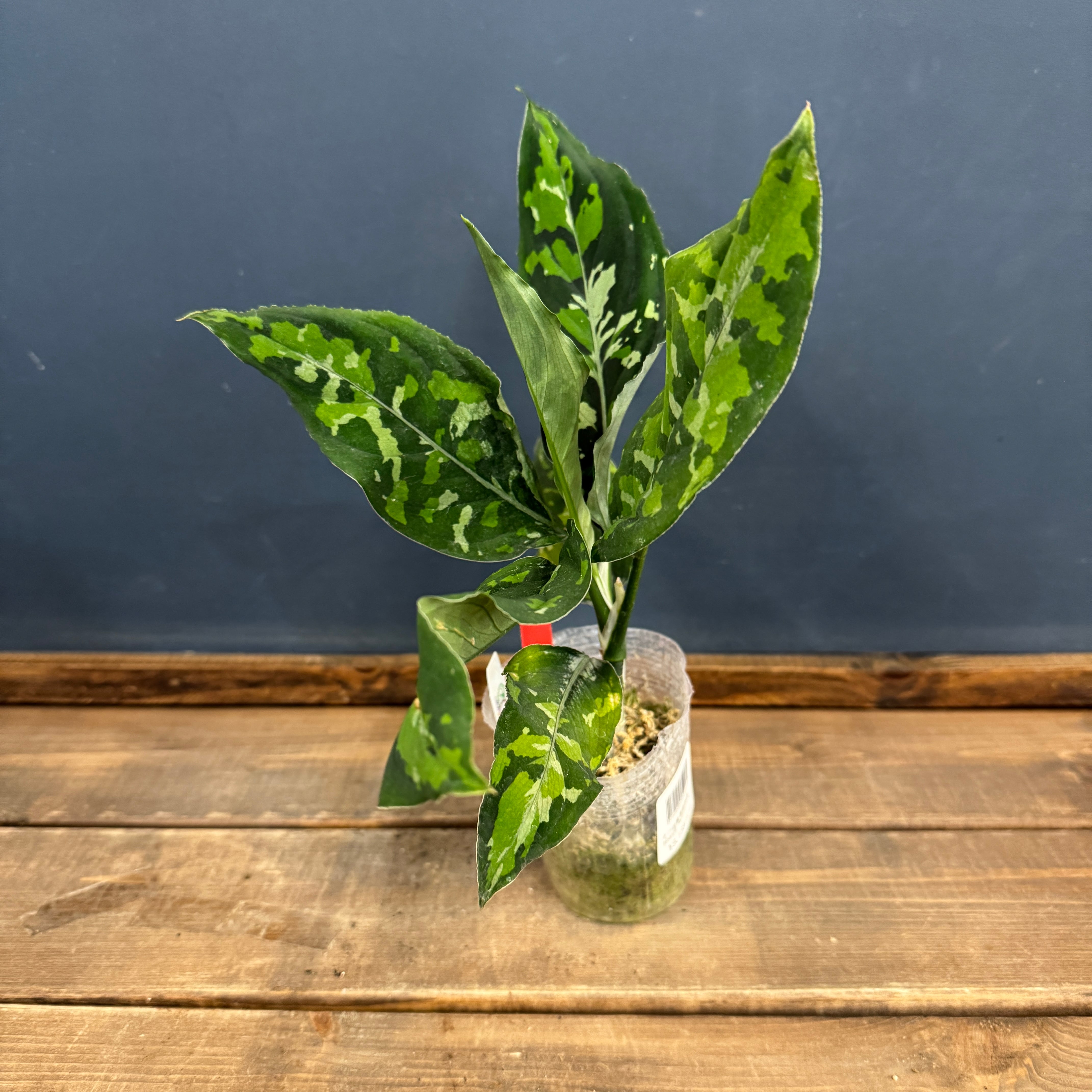 クリアランス】アグラオネマ ピクタム トリカラー ワイド【914