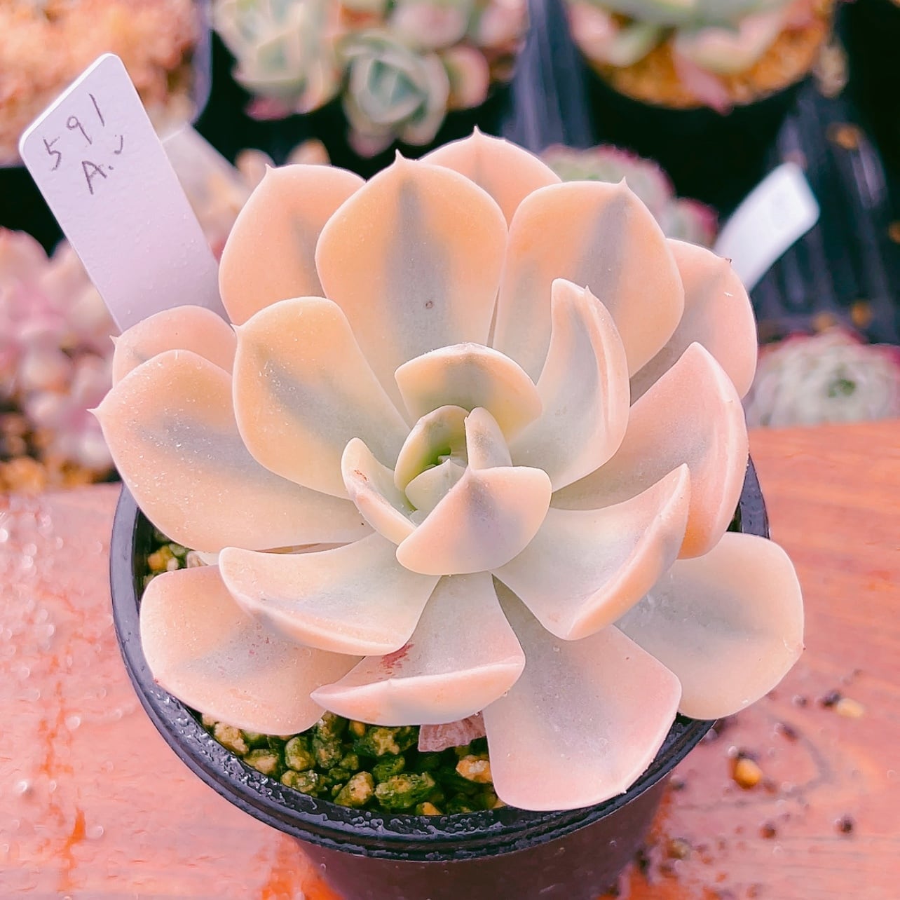 在庫処分‼️多肉植物 エケベリア パープルディライト覆輪錦 超美苗