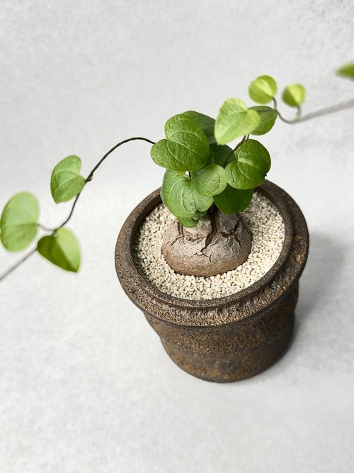 ディオスコレア・亀甲竜