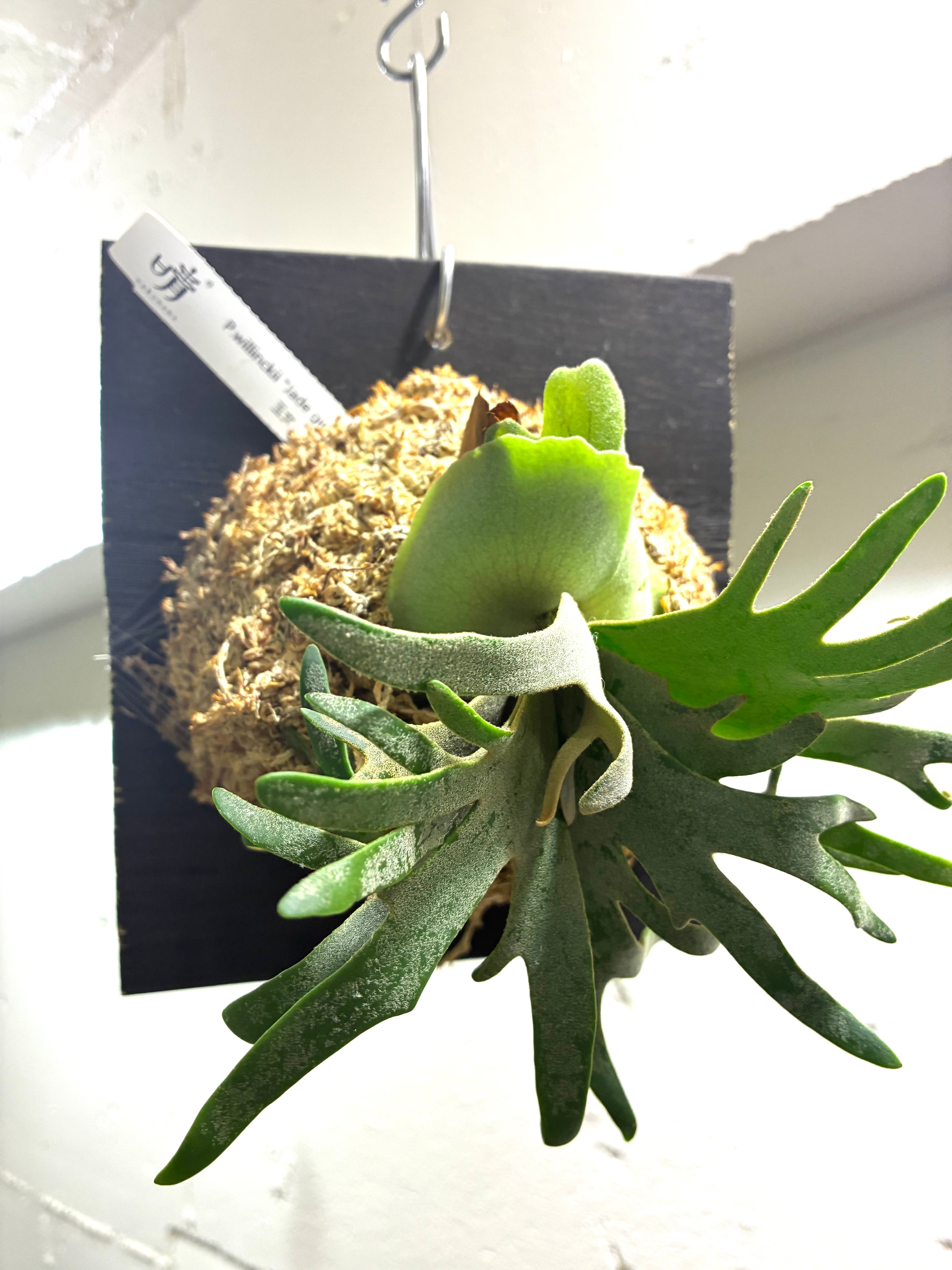 P.willinckii Yami インテリアになるビカクシダ 晴花鹿苑 おしゃれ