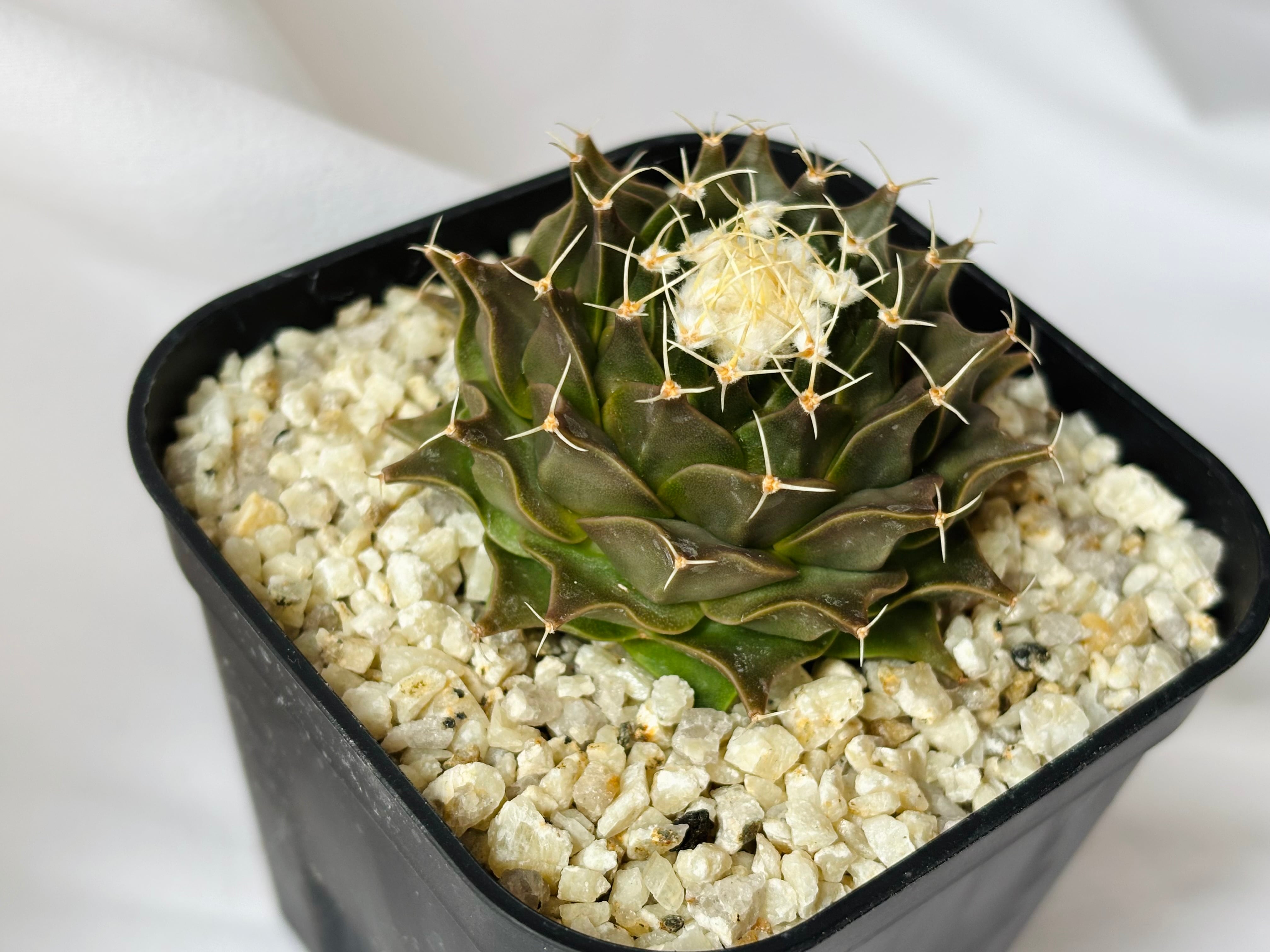 Obregonia denegrii オブレゴニア 帝冠 サボテン | plants MARU