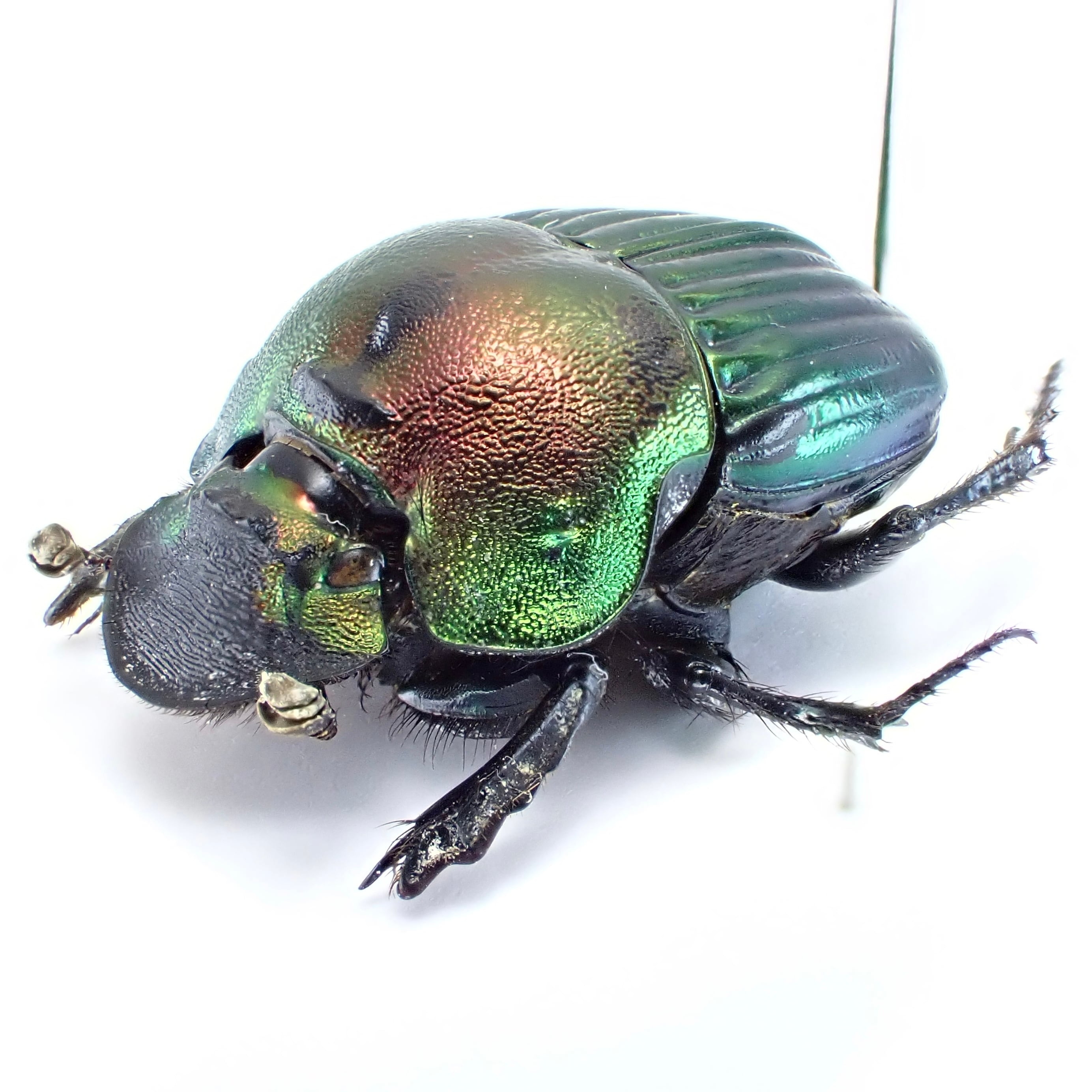 スペイン産 ツノセンチ Typhaeus momus ♂ 21mm【標本】 Wikipedia