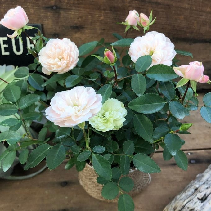 グリーンアイス ミニバラ グランドカバーローズ 丈夫で育てやすい