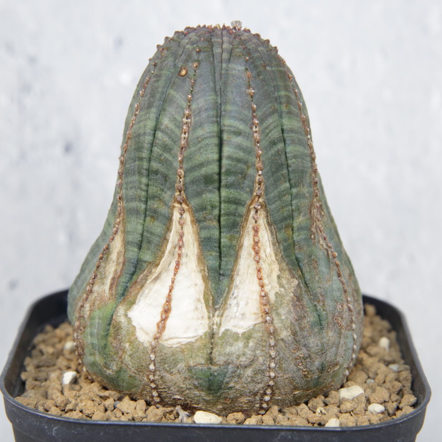 木質化 マウンテン オベサ / ユーフォルビア | LIGHTHOUSE.PLANTS