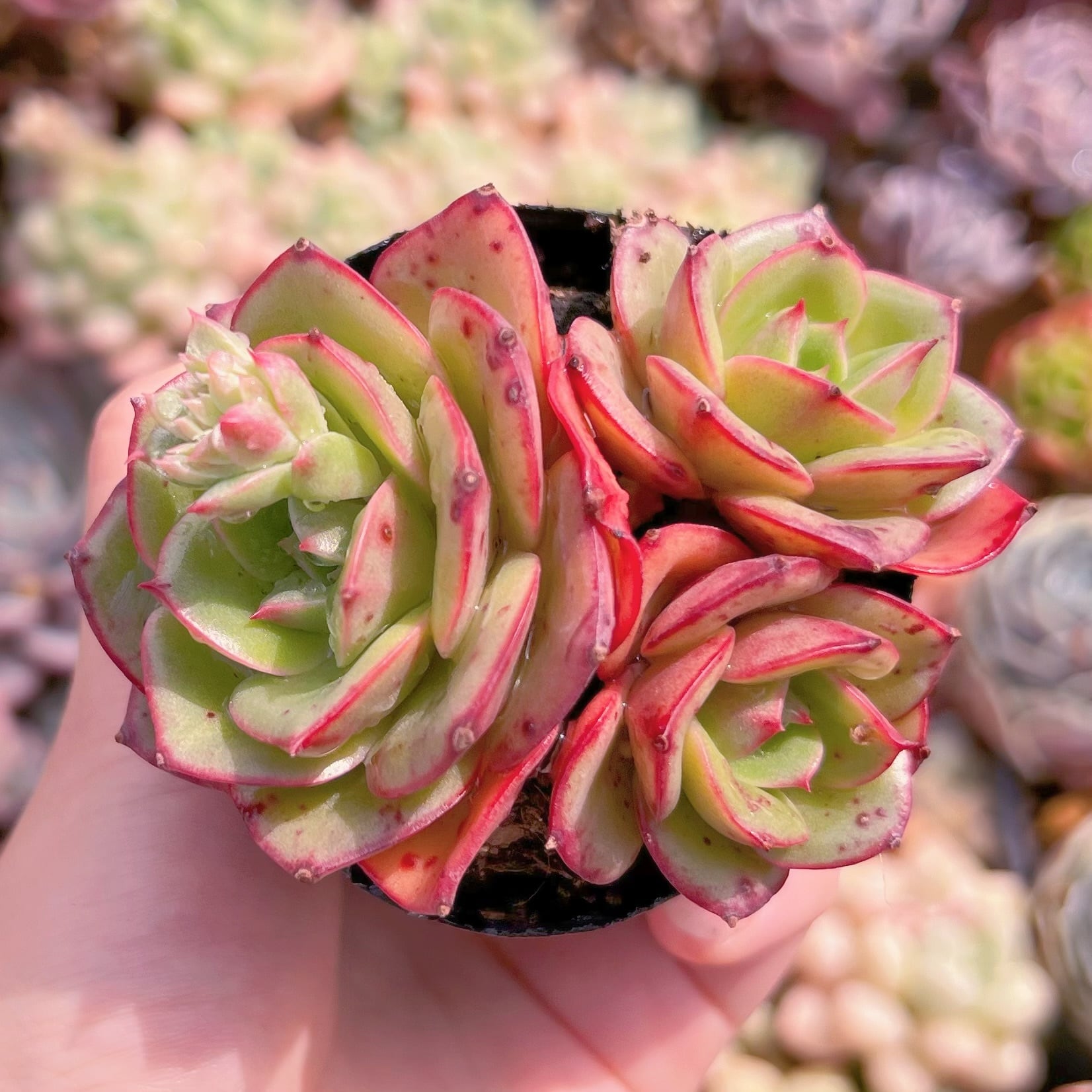 現品　アズタ#E12　群生　るる農園